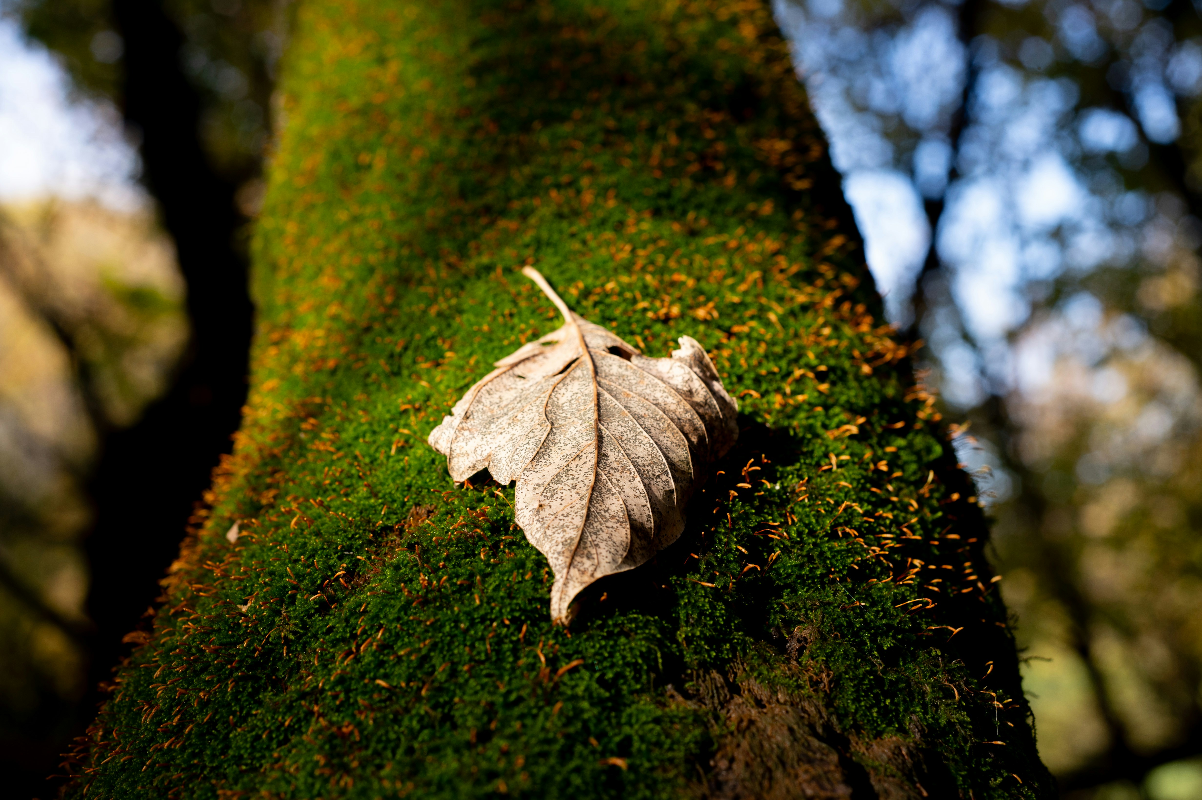 a leaf that is laying on a moss covered tree