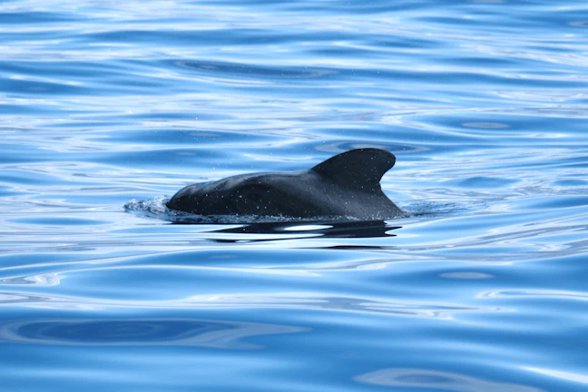 12-Day Luxury Central America: Belize, Guatemala & Honduras