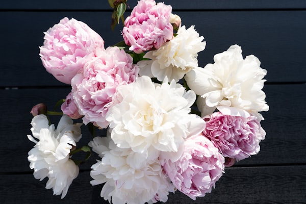 Sakura Threshold — detail 3