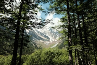 a view of a snowy mountain through the trees