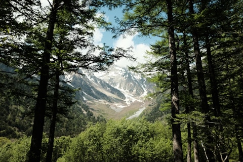 a view of a snowy mountain through the trees