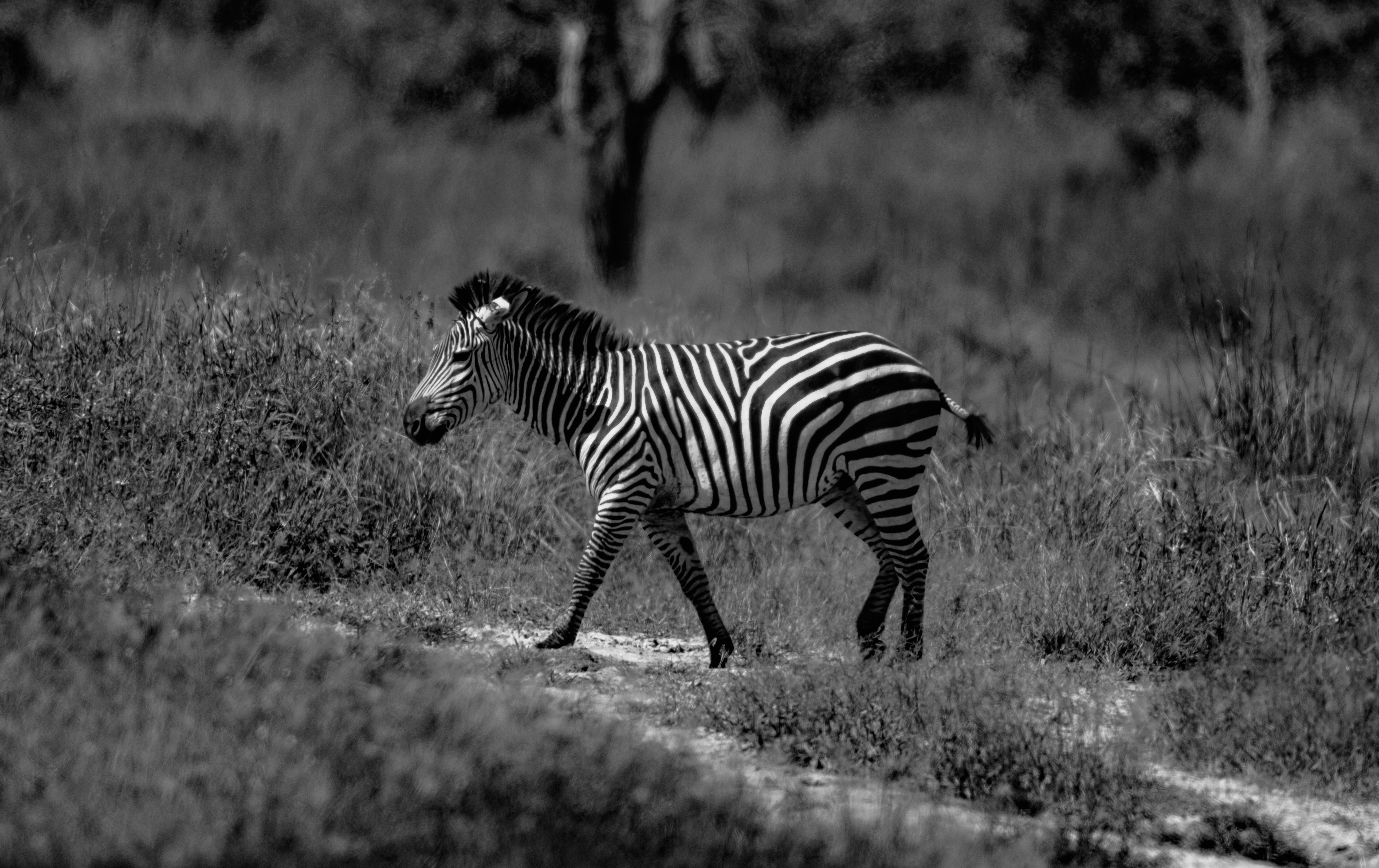 a zebra is walking through a grassy field