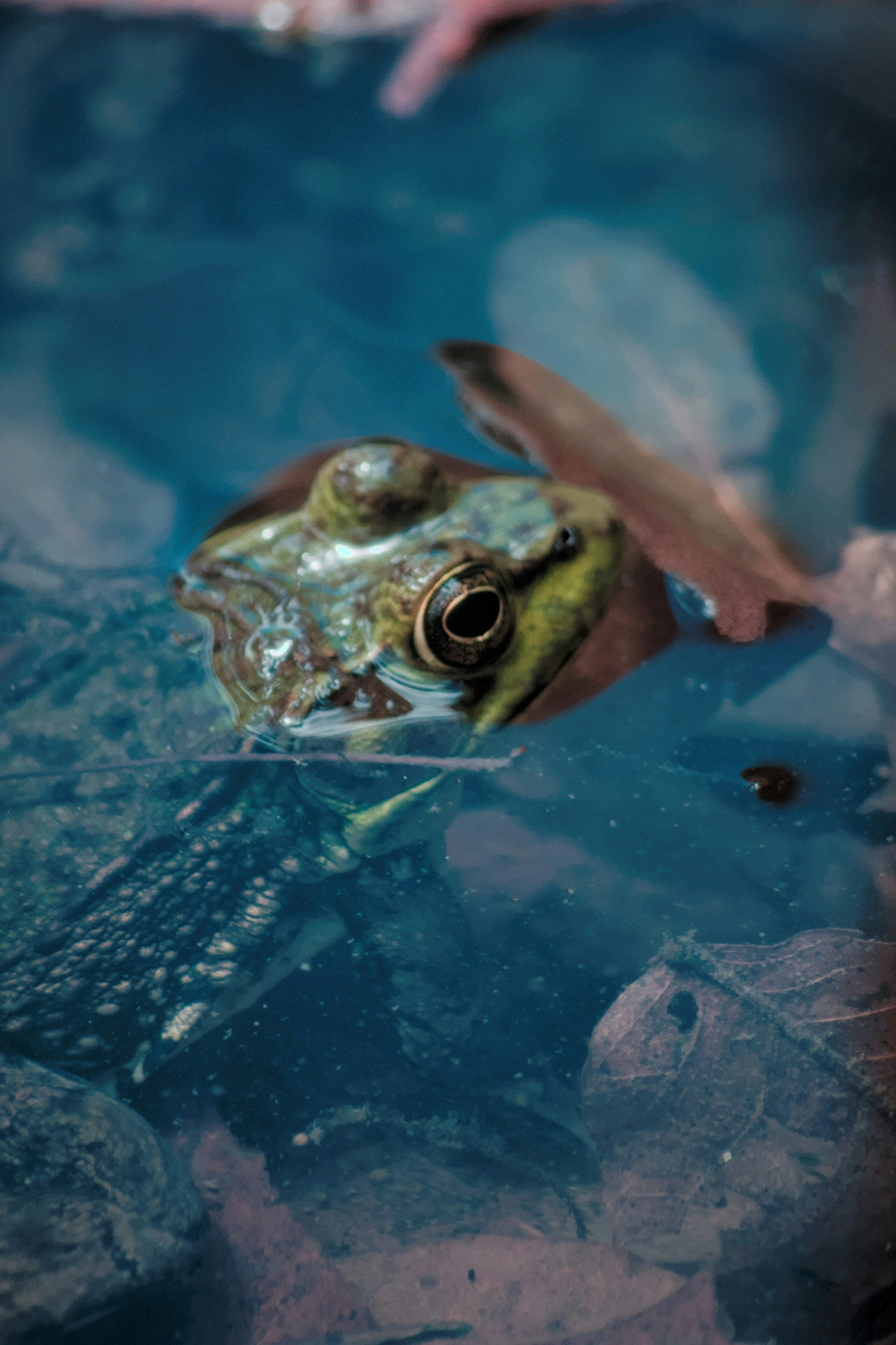a frog that is swimming in some water