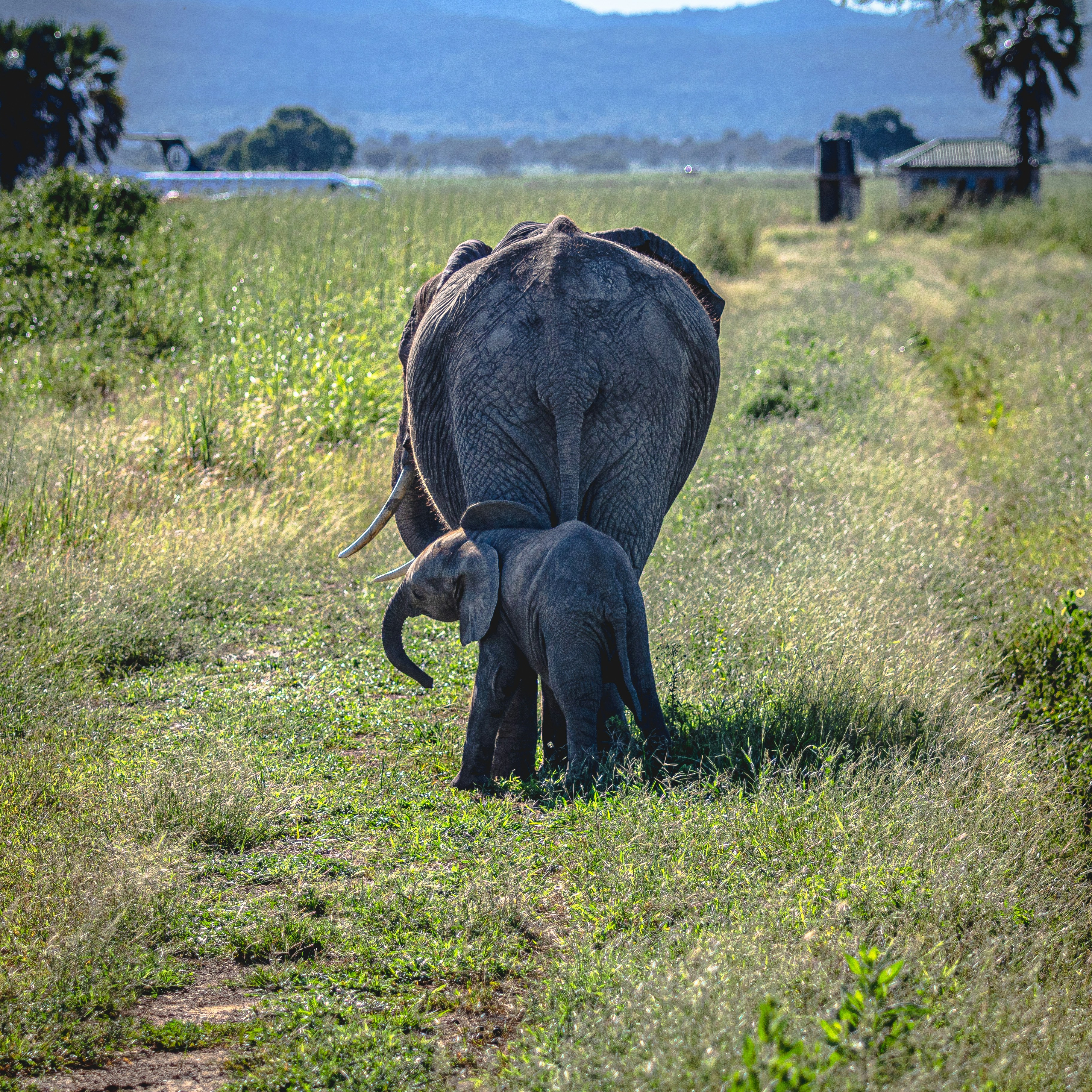 ein erwachsener Elefant und ein Elefantenbaby, die im Gras laufen