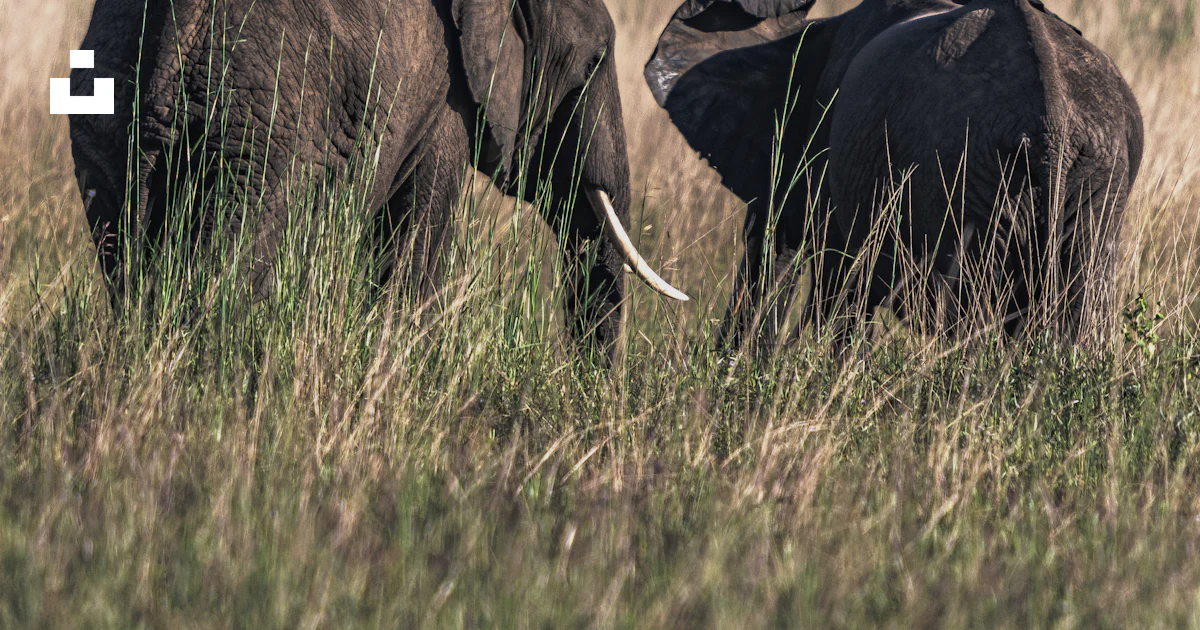 Elephant In Field A couple of elephants walking across a grass covered field photo – Free ...