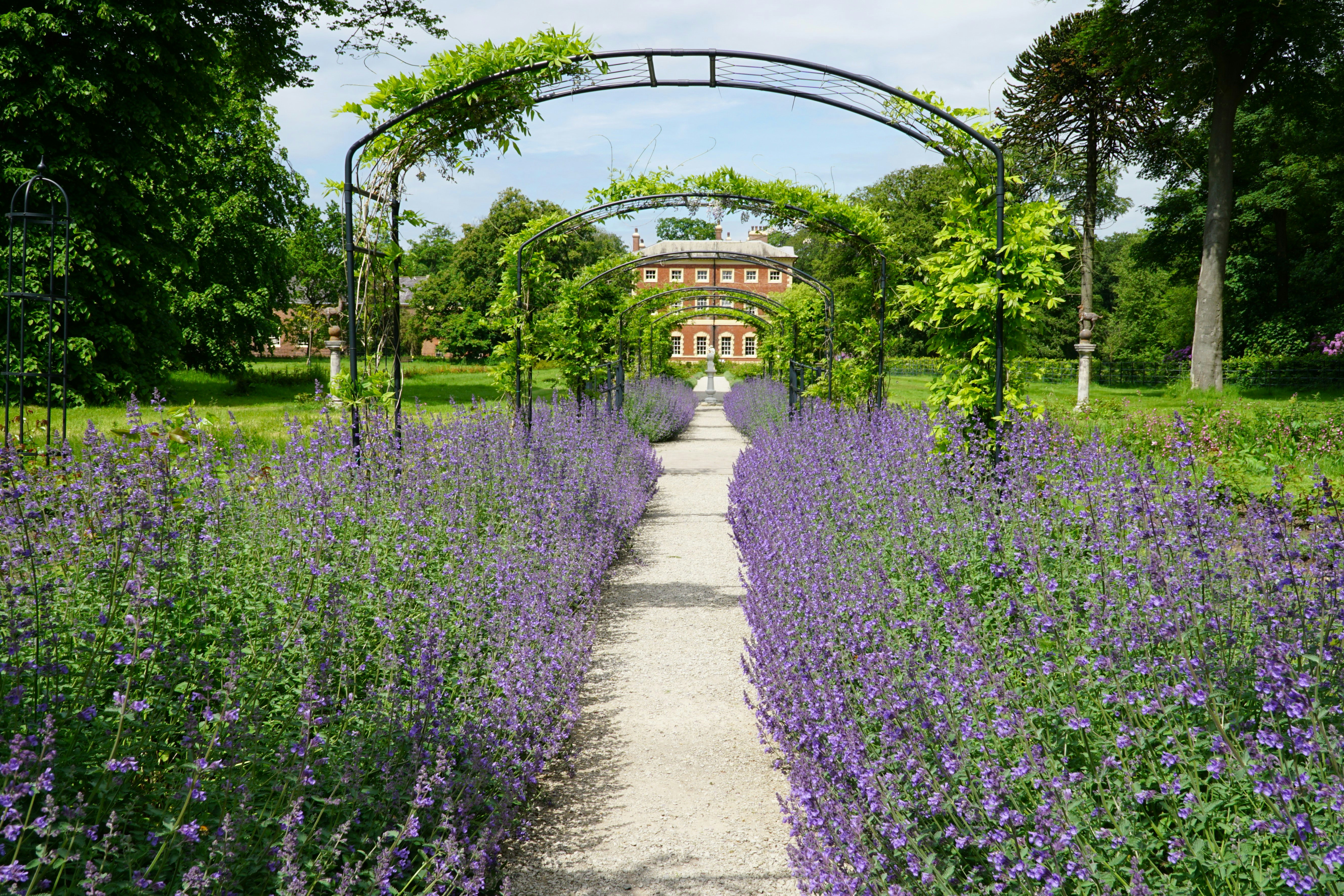Ein Weg durch ein Feld mit lila Blumen