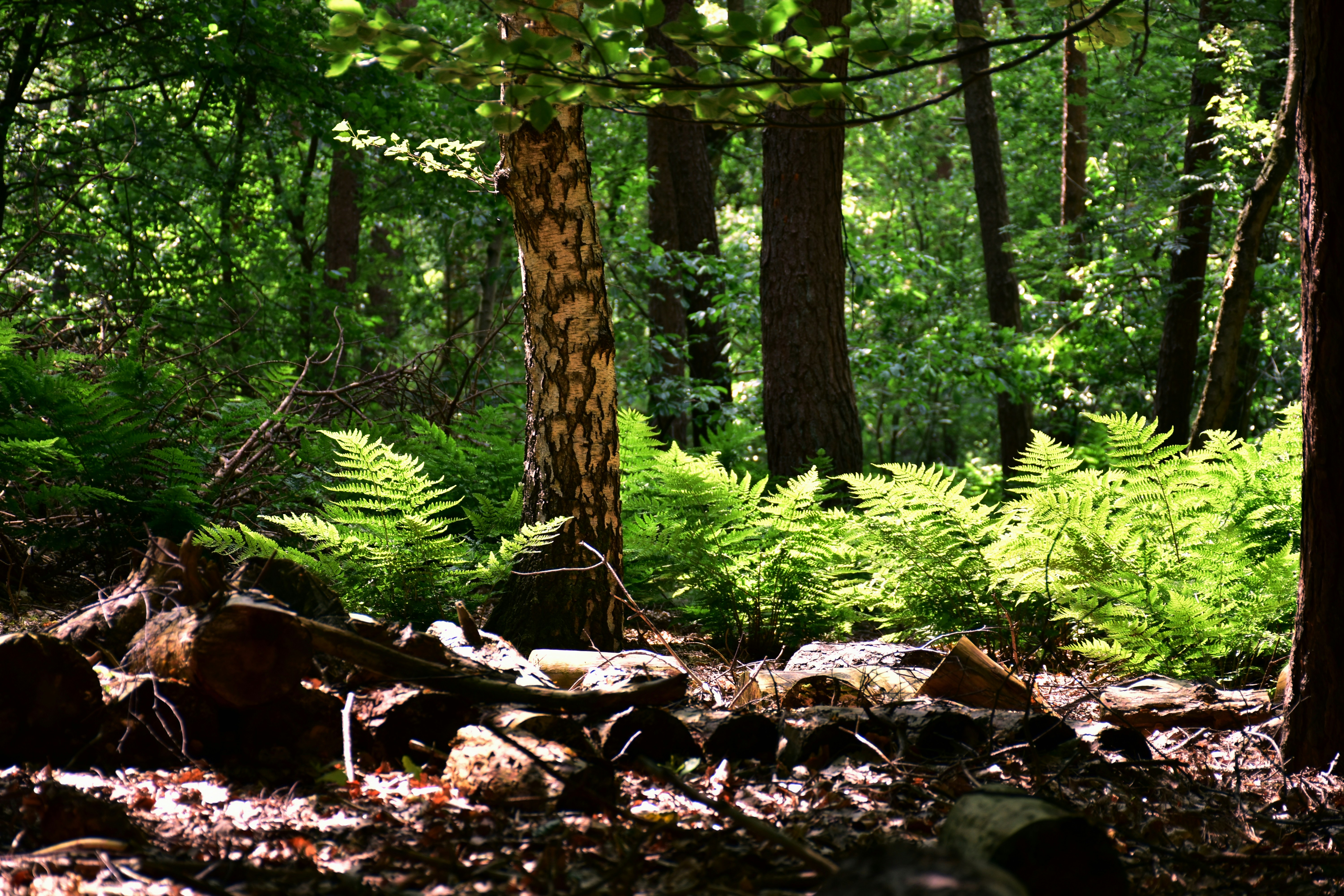 Forest and land stewardship
