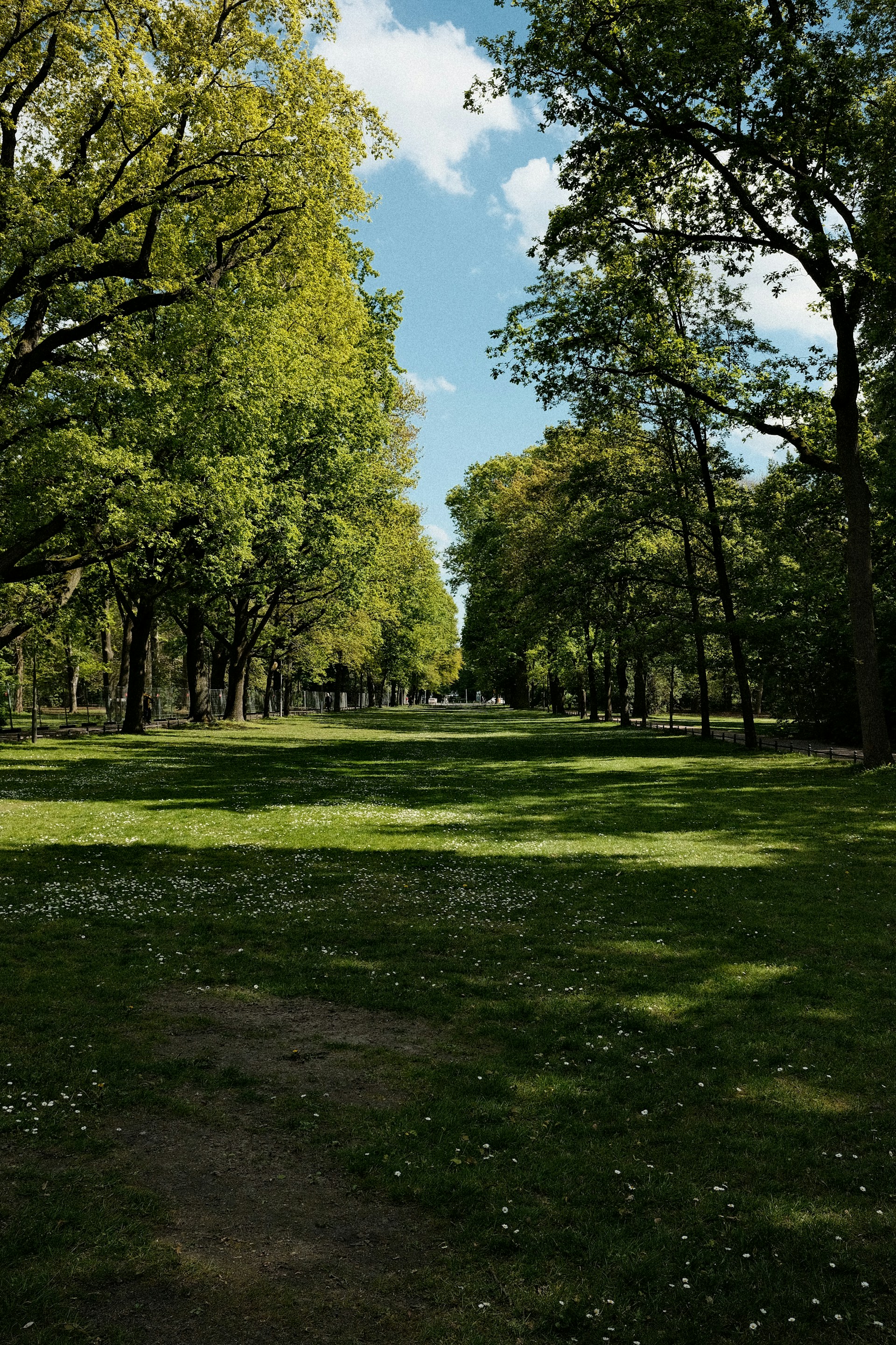 a park filled with lots of green trees
