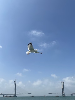 a seagull flying over a body of water with a bridge in the background