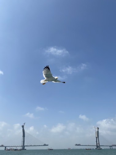 a seagull flying over a body of water with a bridge in the background