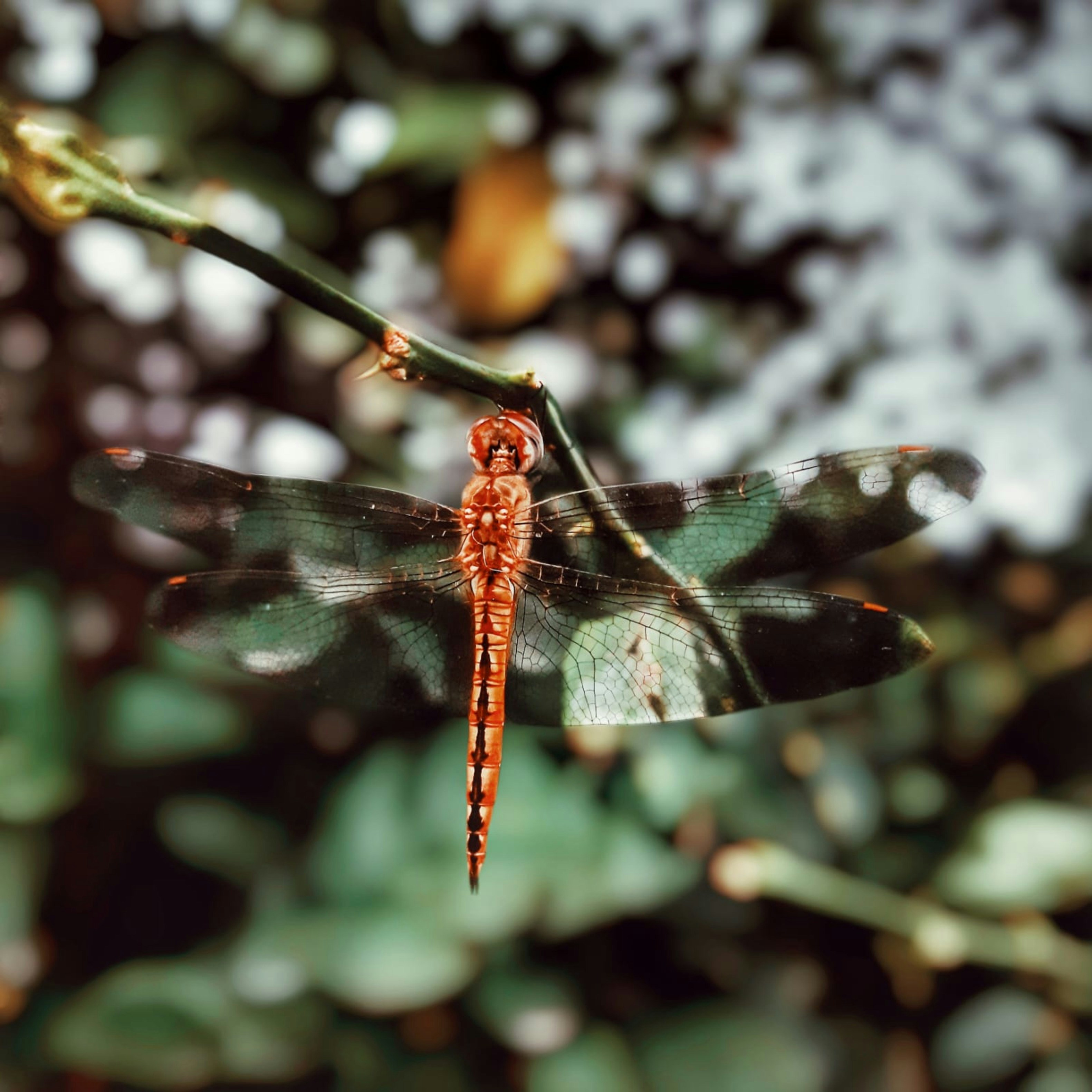 Photo by sandhu_0683