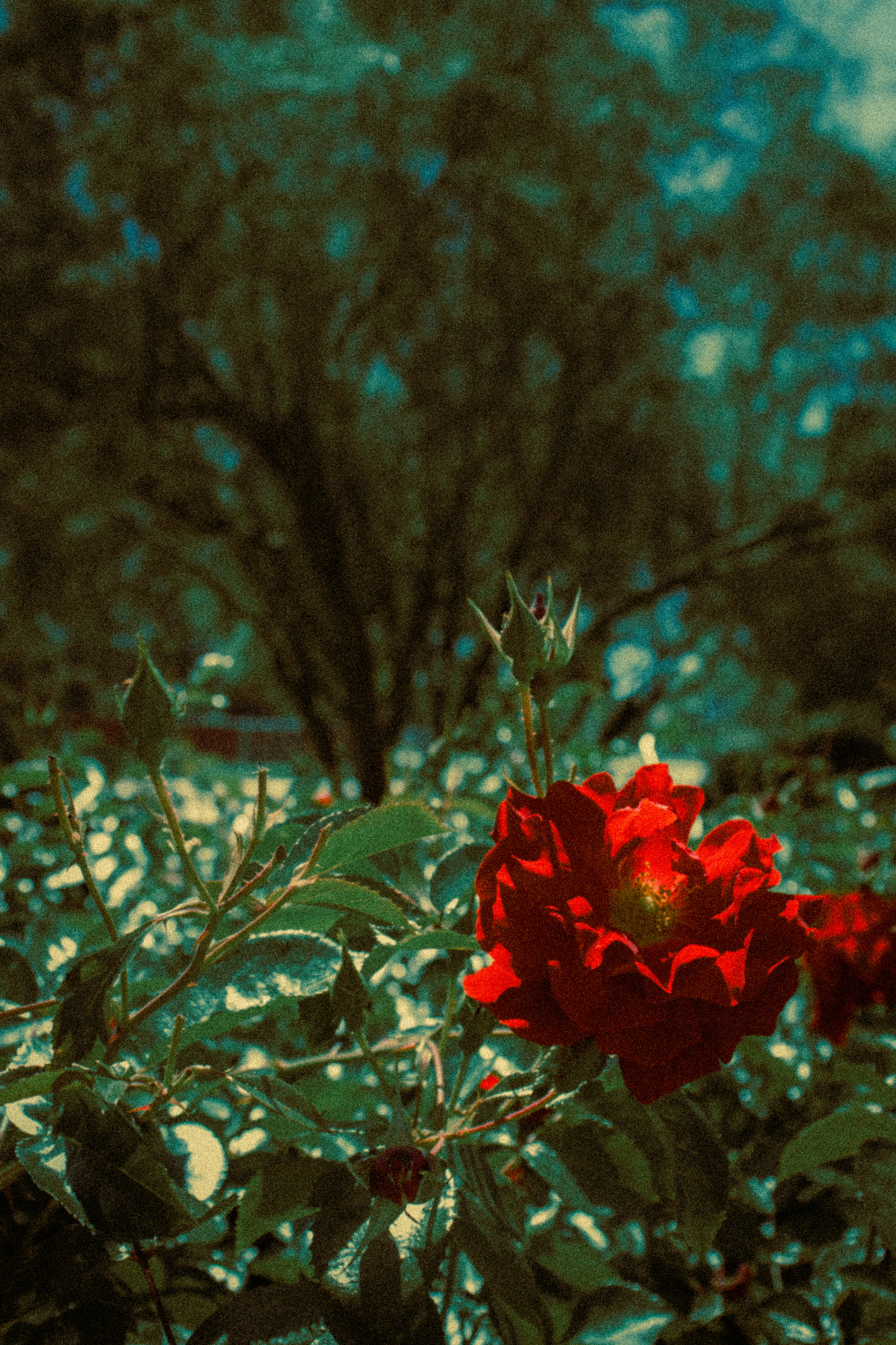 Photo by ap35mm