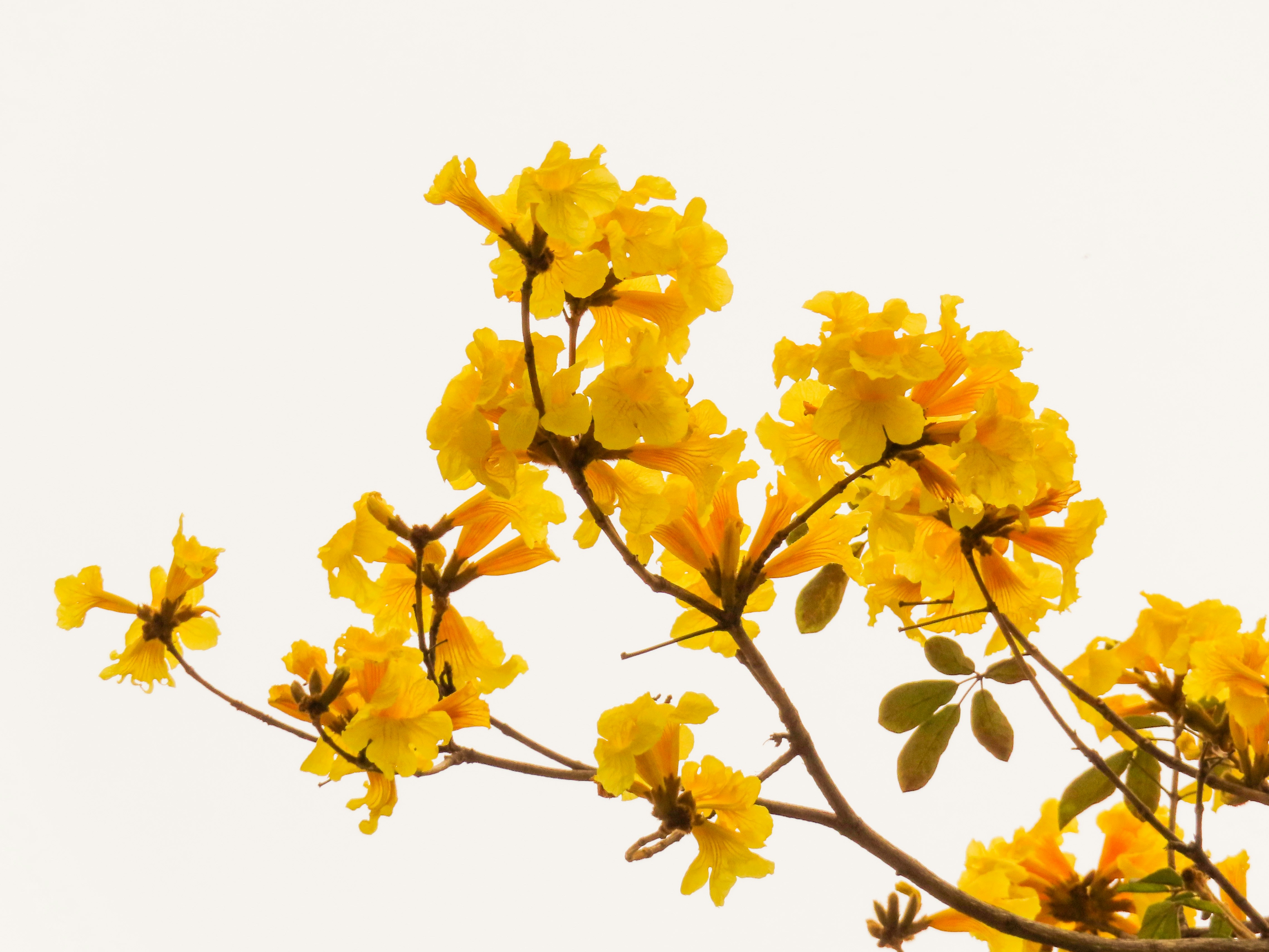 a branch with yellow flowers against a white sky