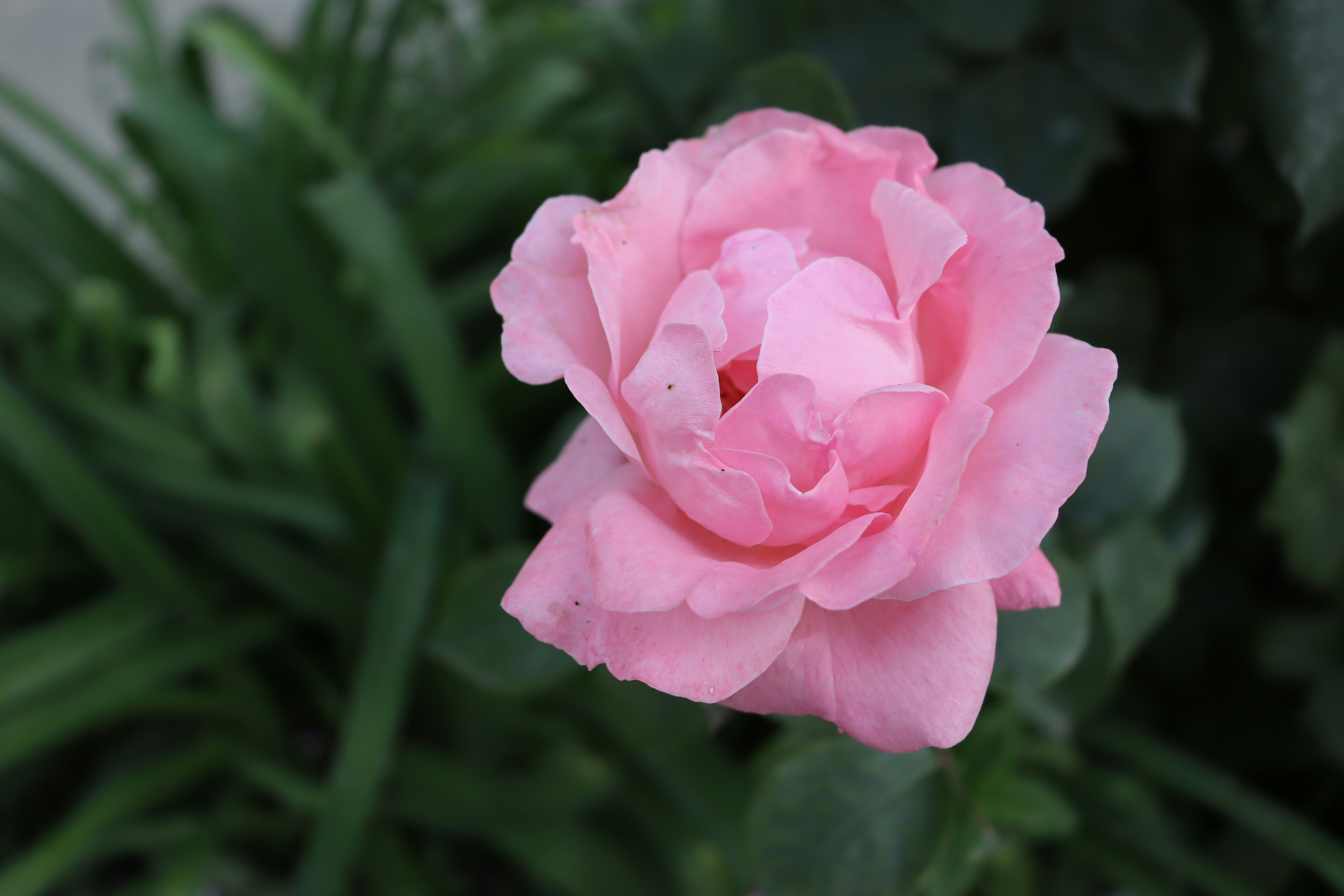 Photo by anjana_sardar1997