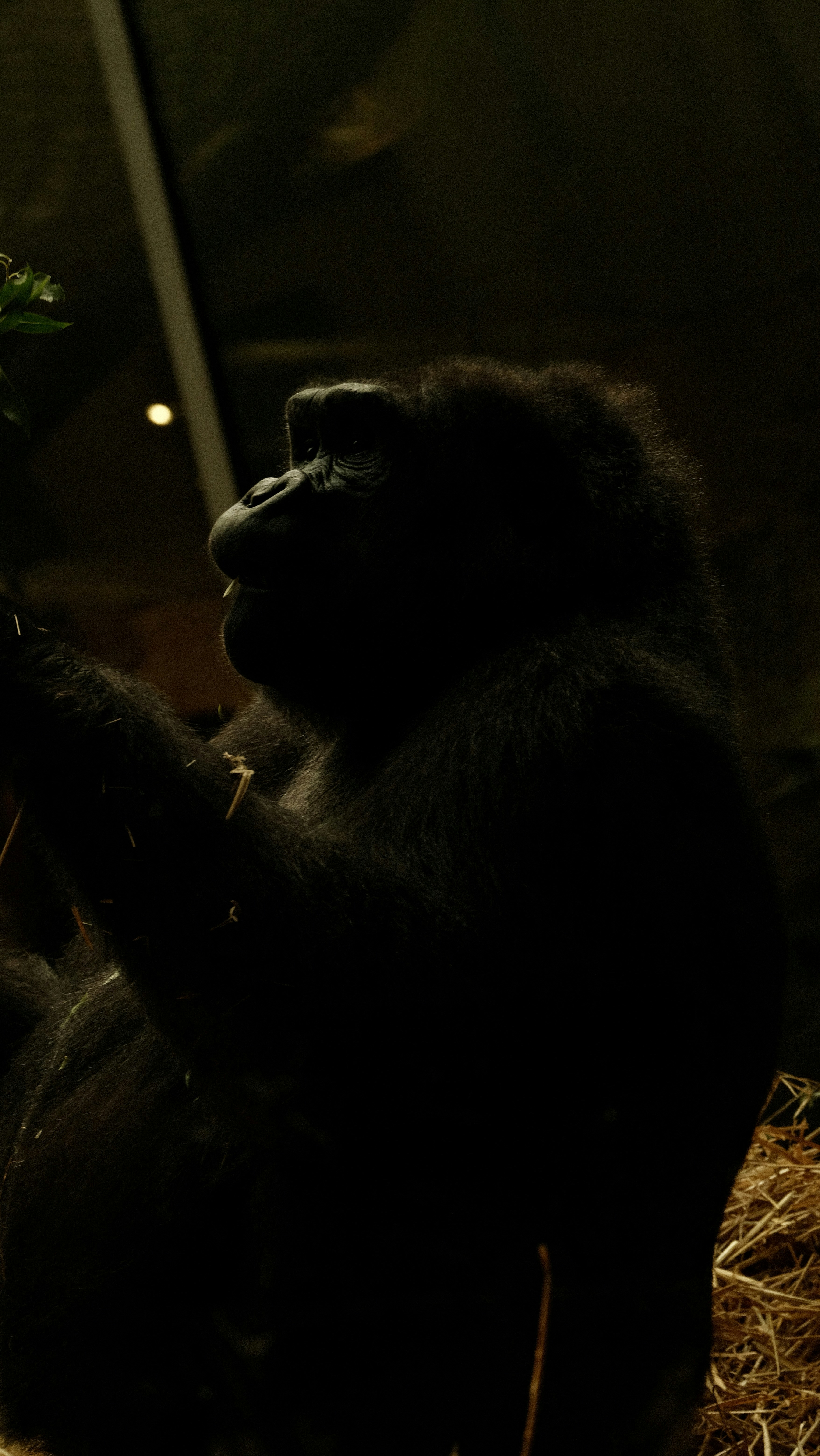 a gorilla sitting on top of a pile of hay