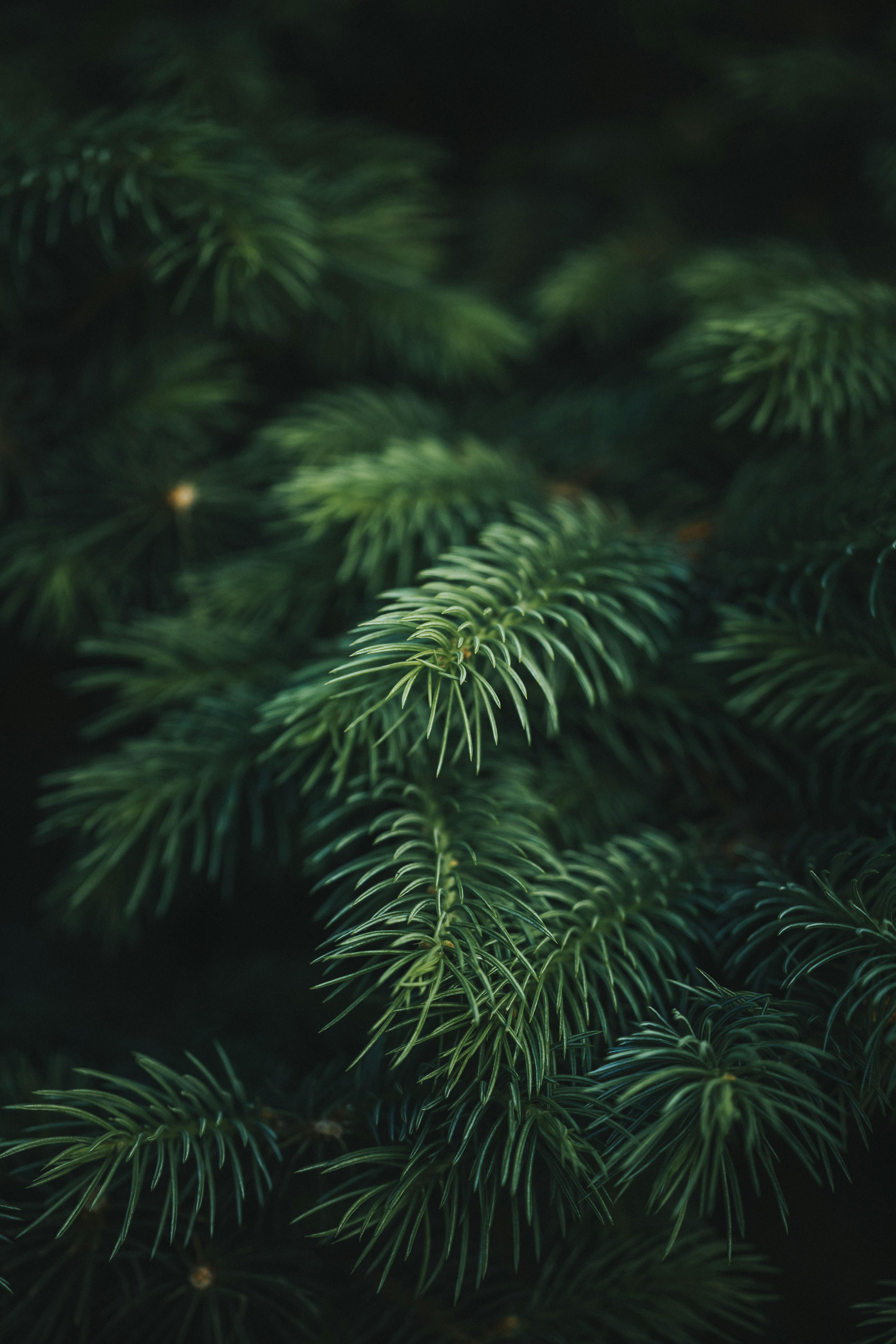 a close up of a pine tree branch