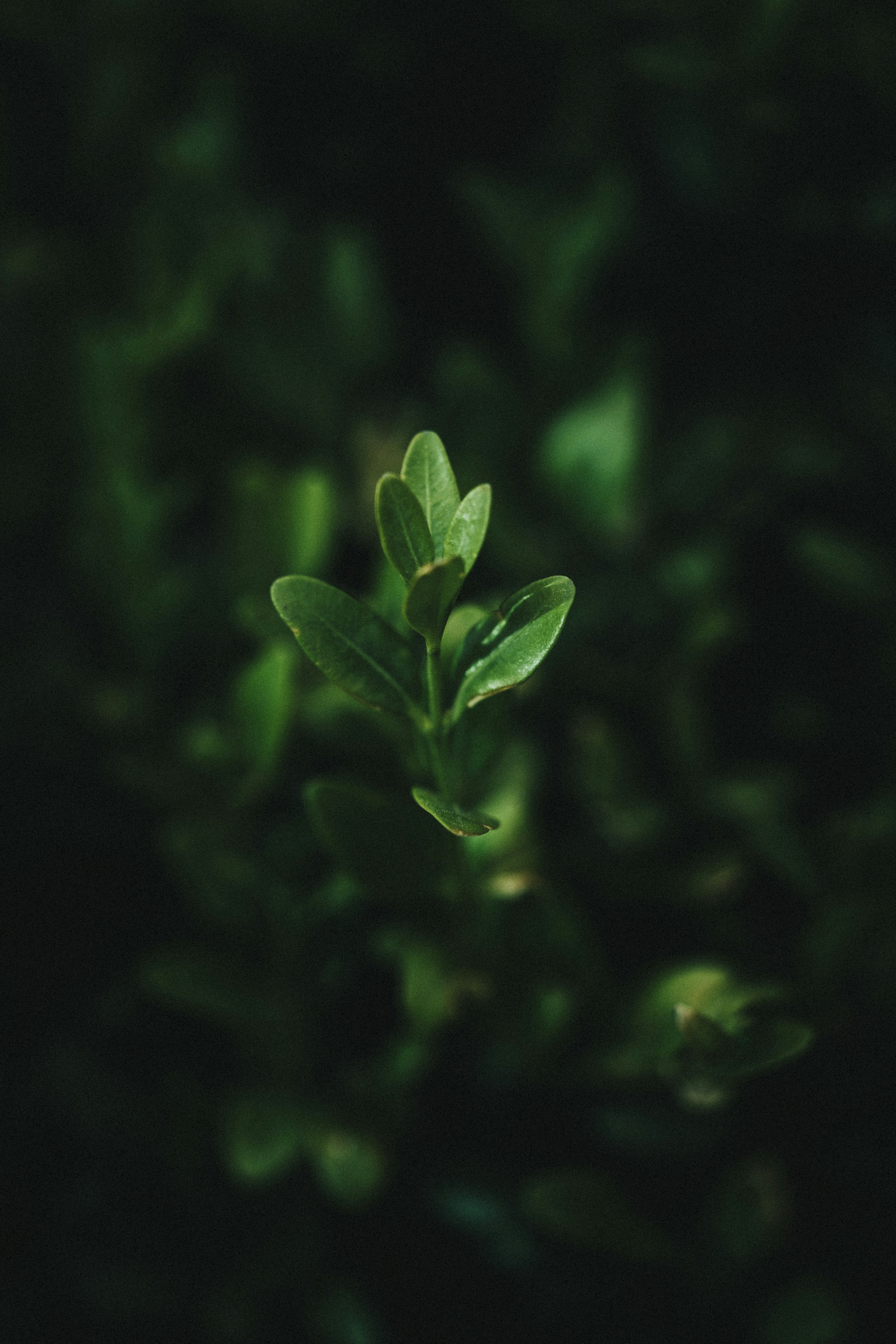 a small green plant with lots of leaves
