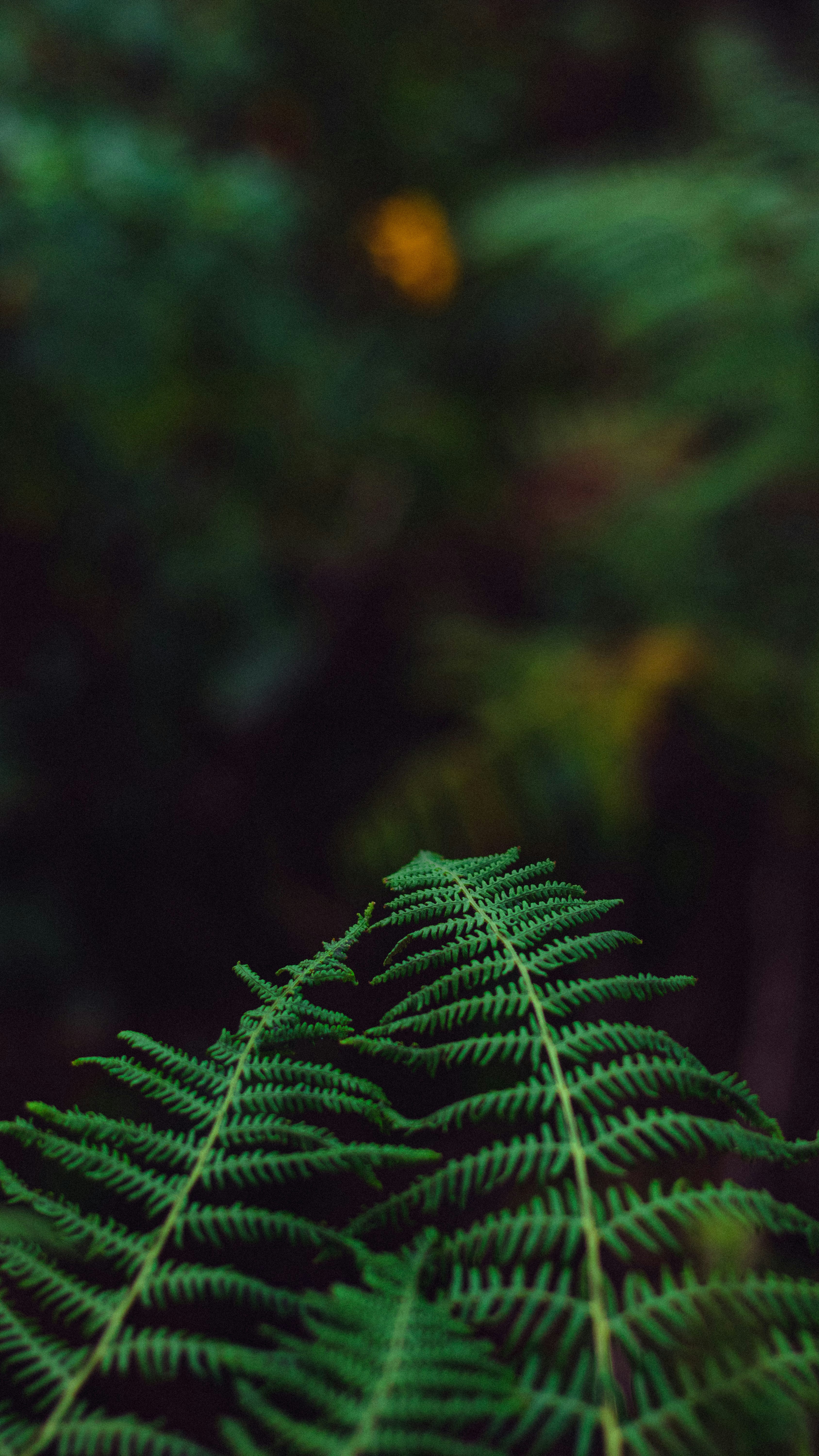 Photo by dhilipantony