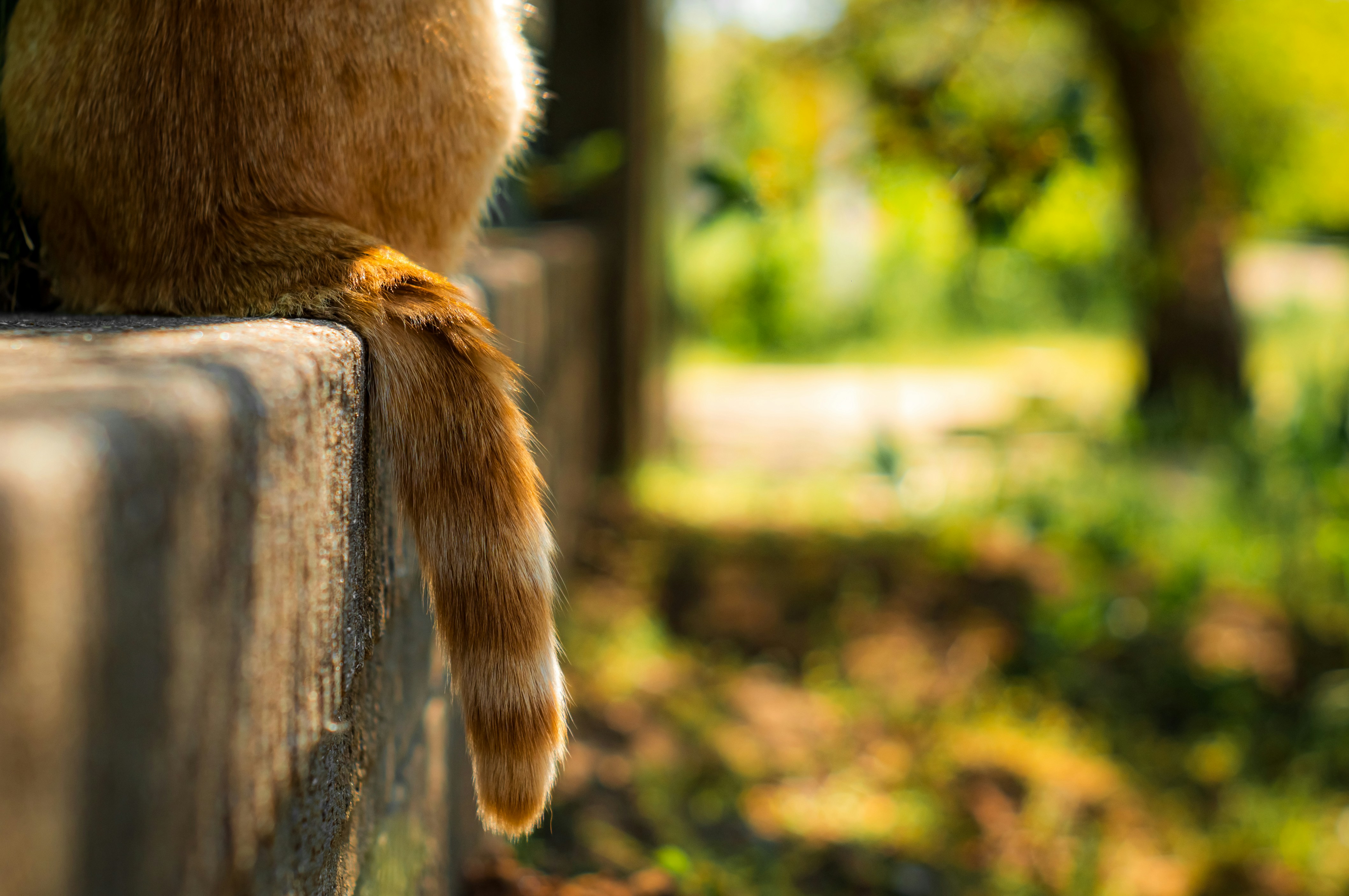 Low Tail: Caution or Uncertainty (image credits: unsplash)