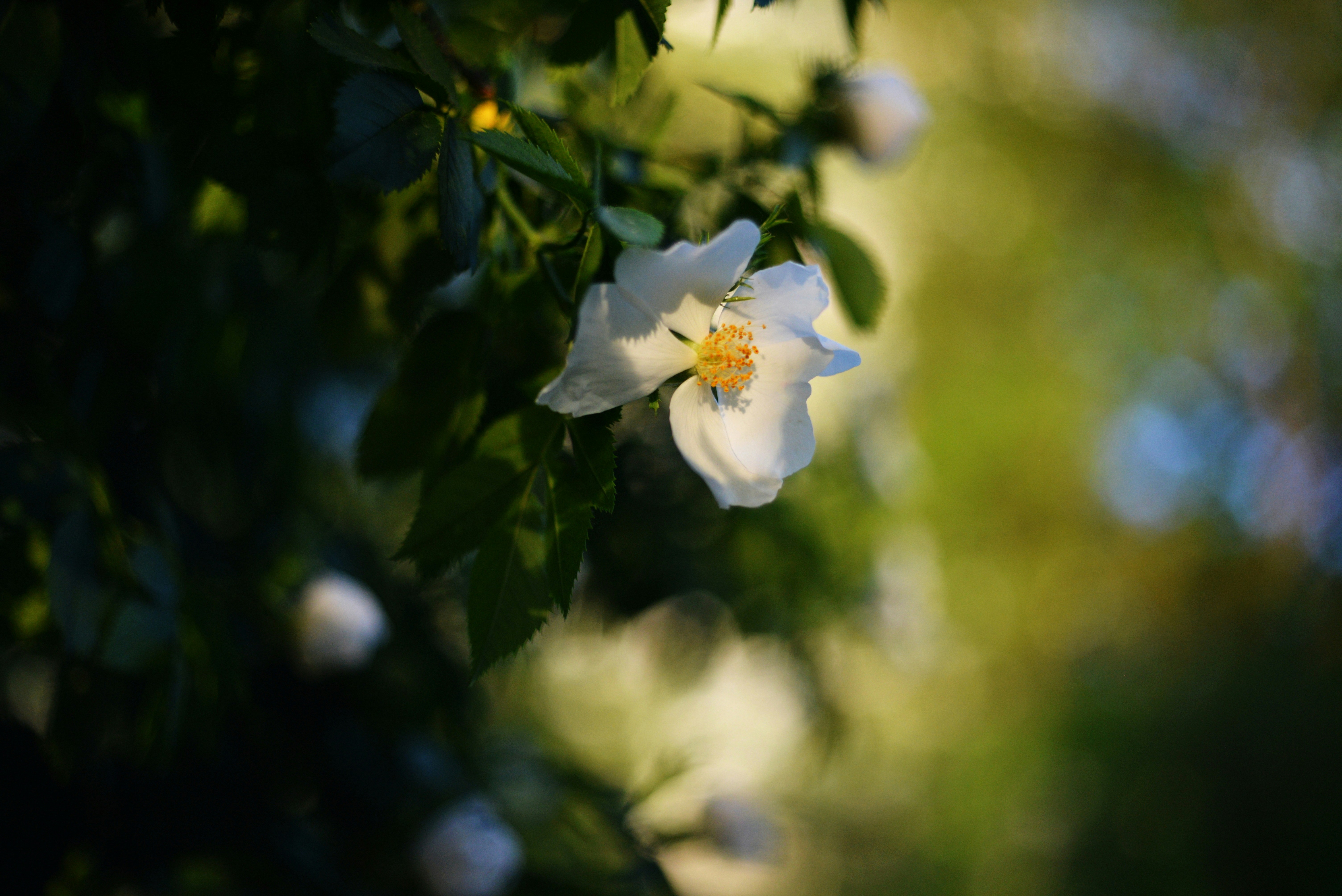 Photo by cherstve_pechivo