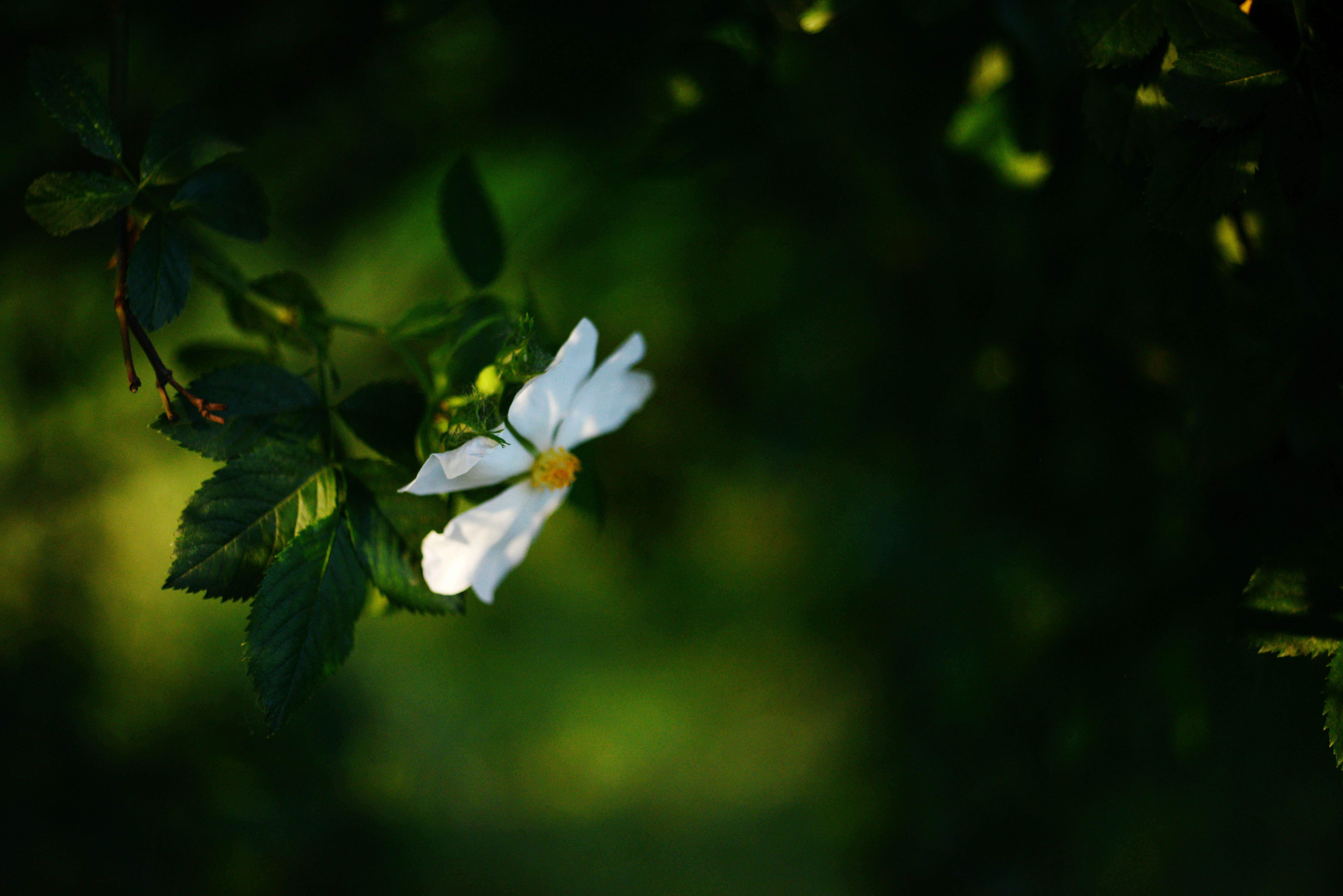 Photo by cherstve_pechivo