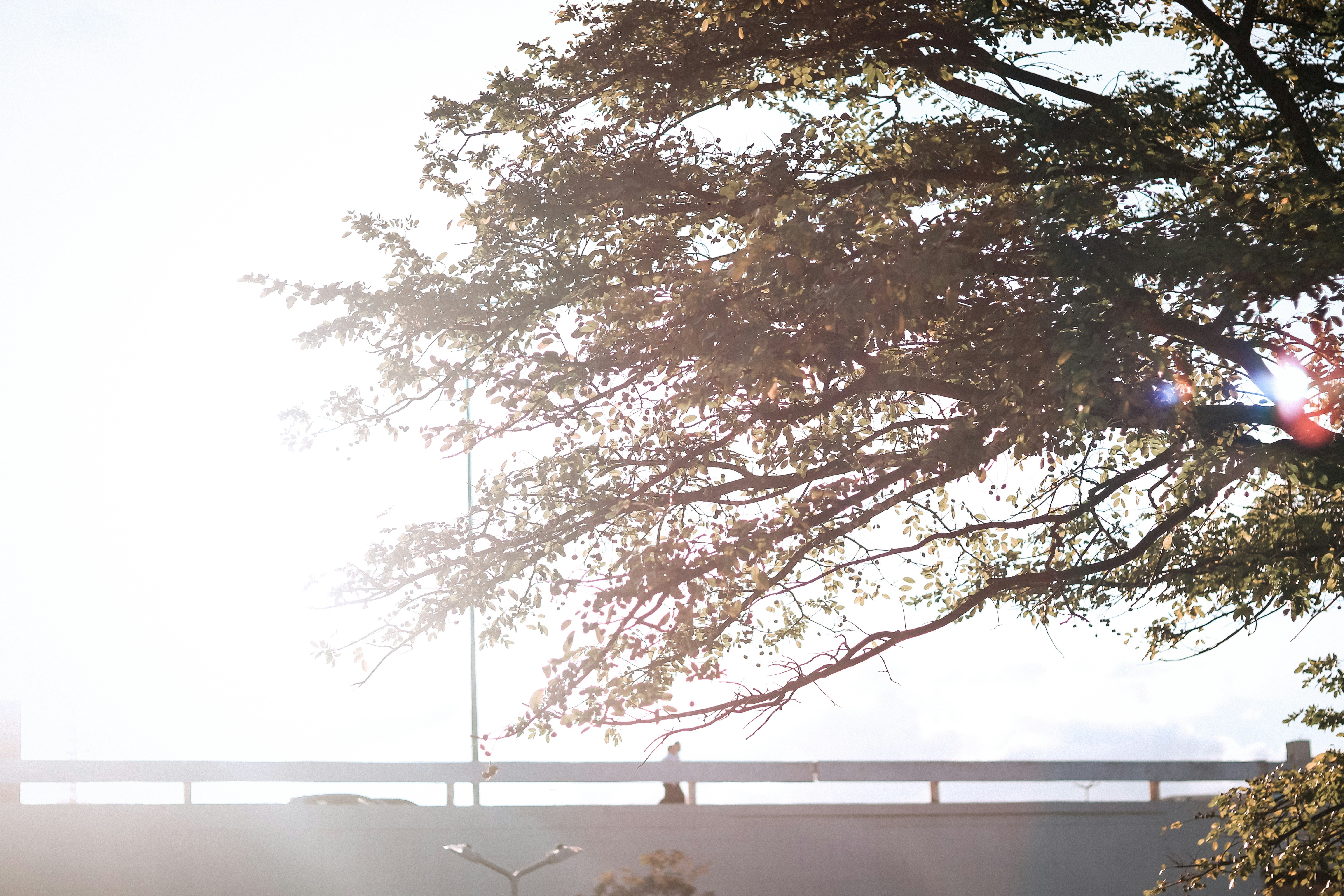 Photo by luizmontenegro