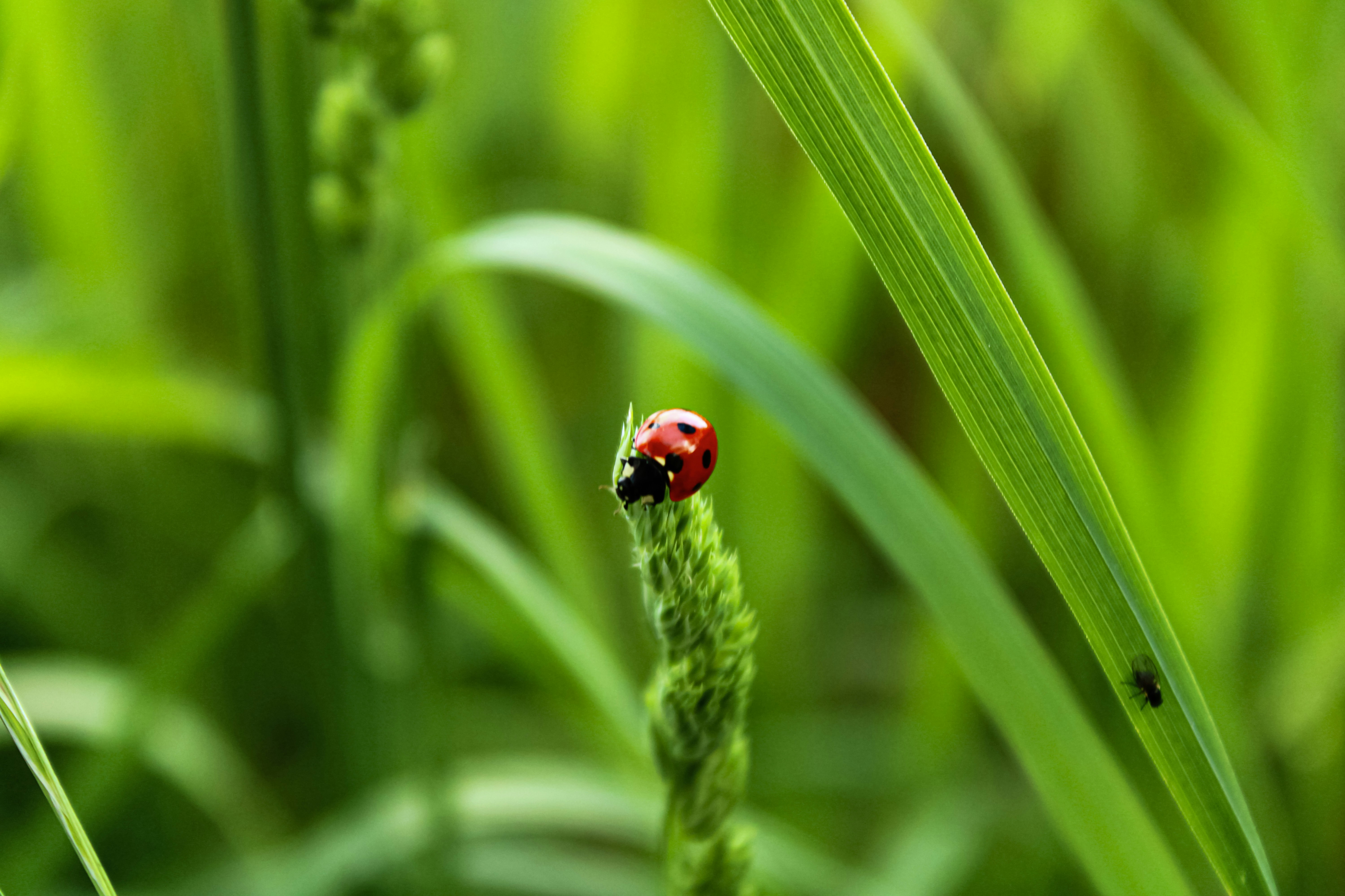 Photo by kurkovakira