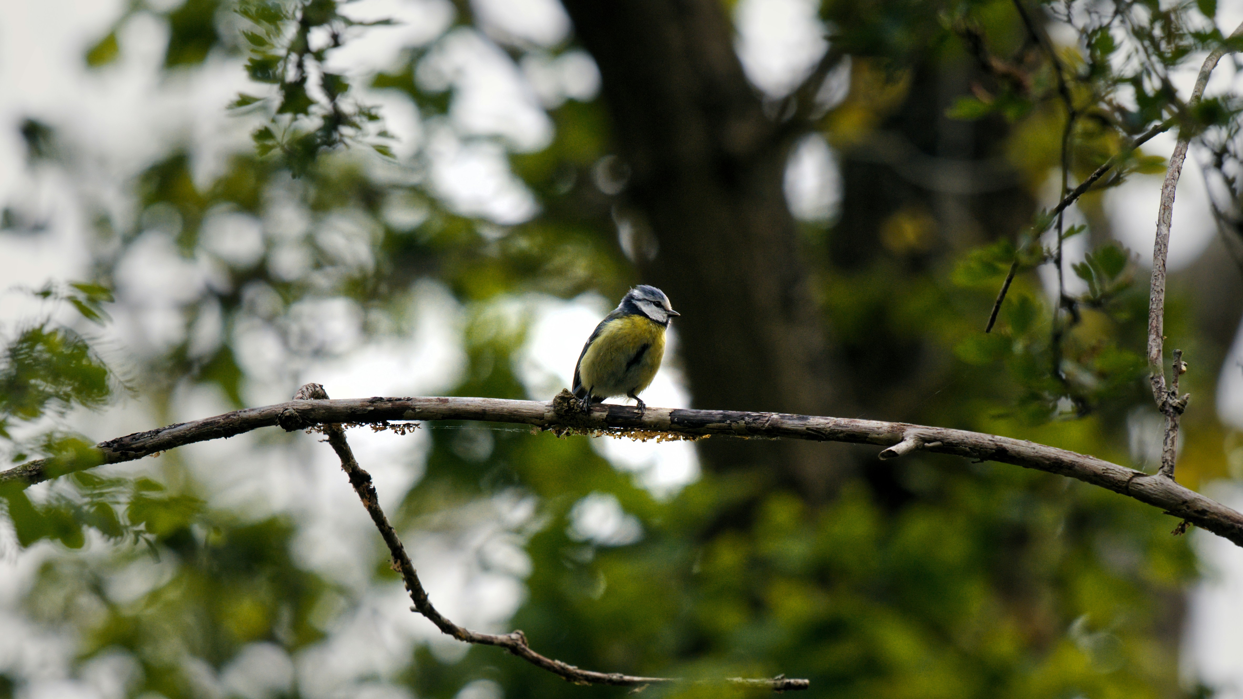 Photo by job_vermeulen