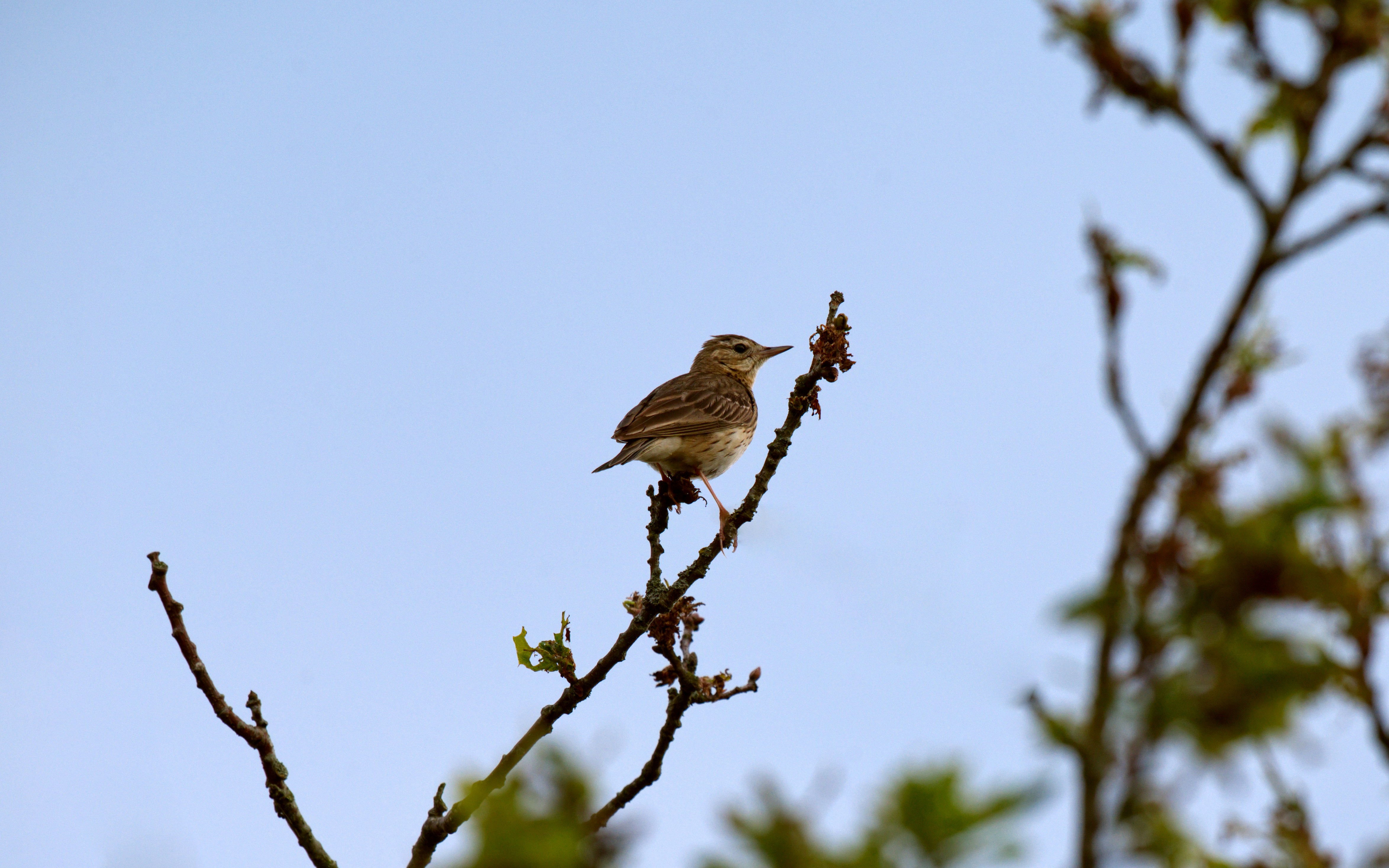 鳥が木の枝にとまっていますの写真 – Unsplashの動物の無料画像