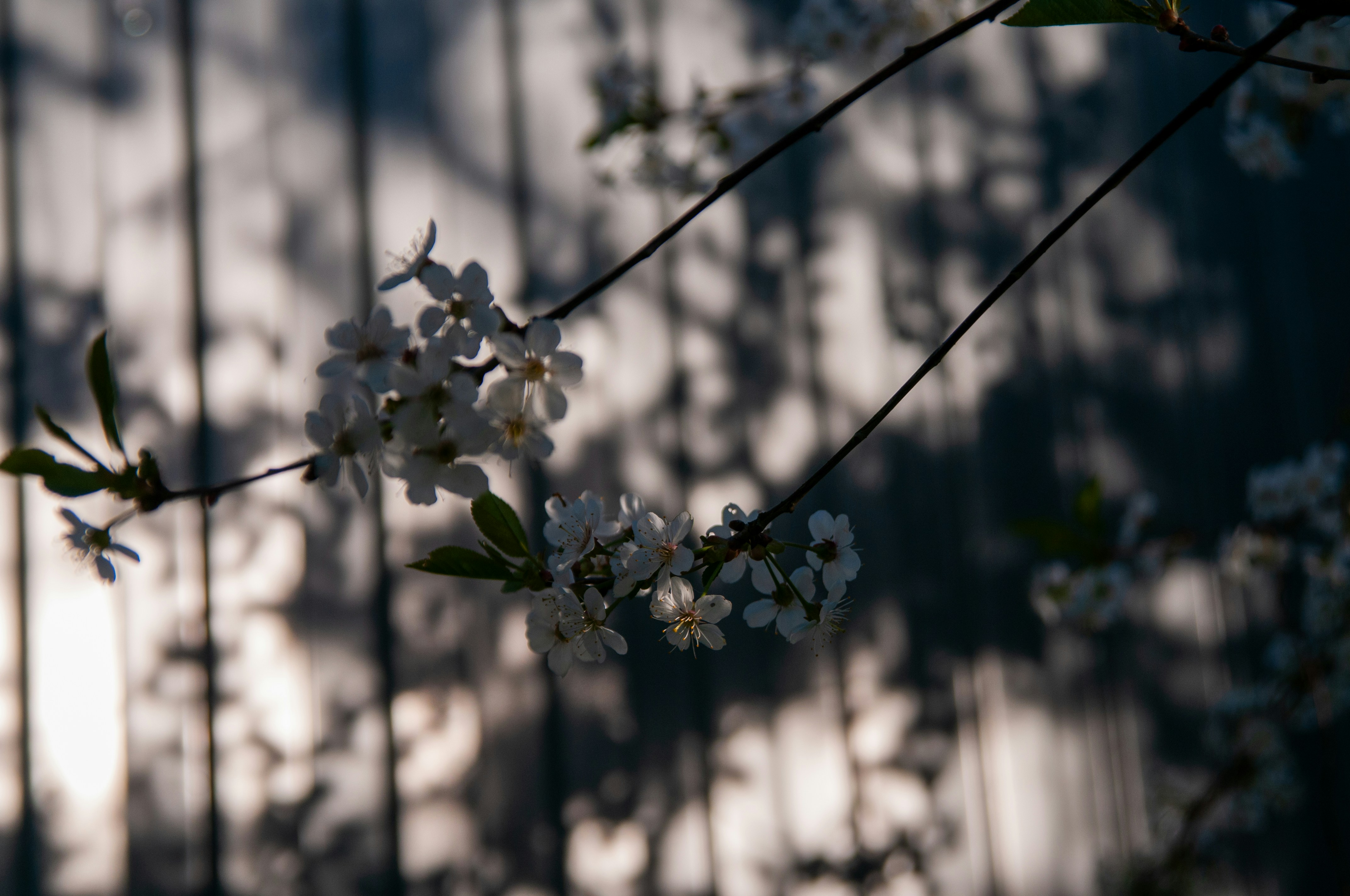 Photo by sinrinf