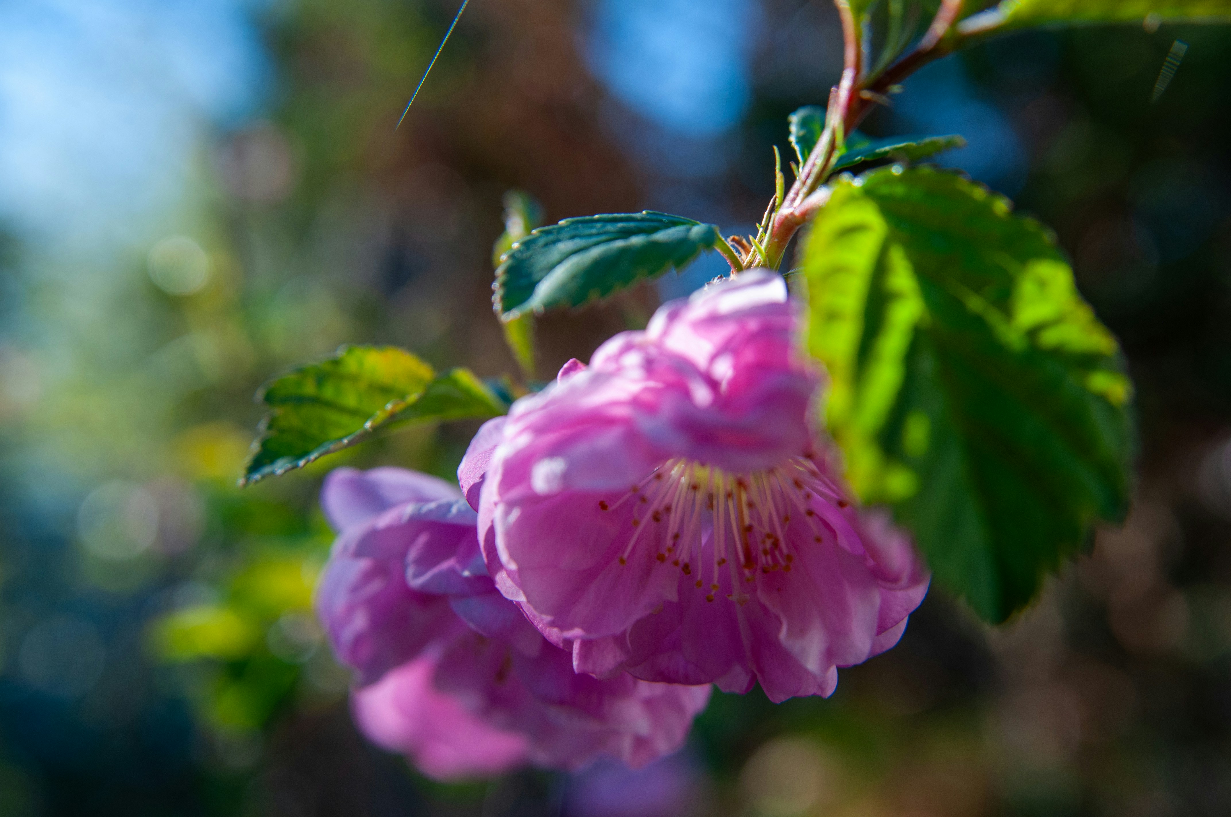 Rose Blossom