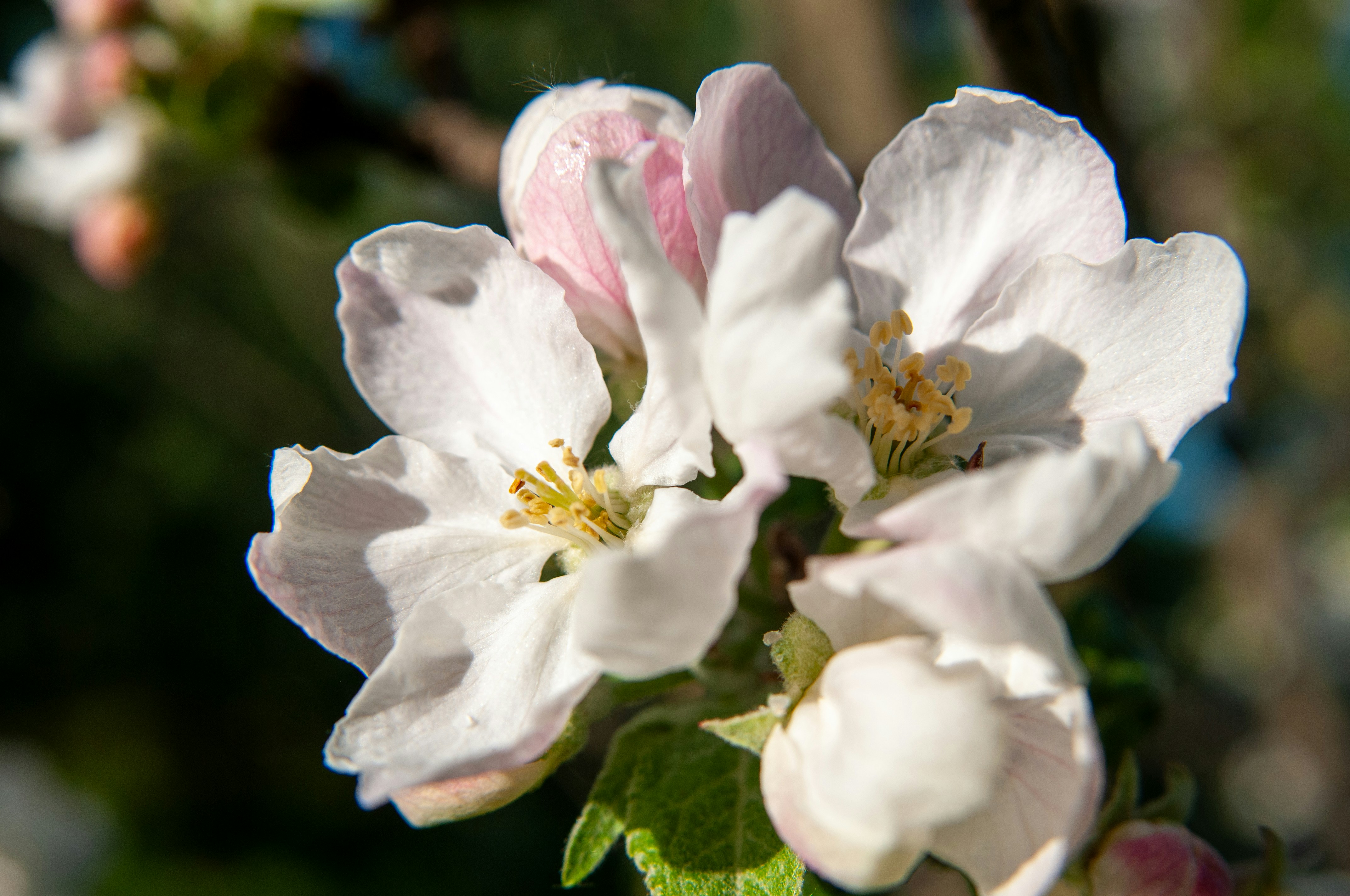 almond blossom wallpaper, wallpaper, Mandelic Acid: Best Exfoliant for Darker Skin? 5