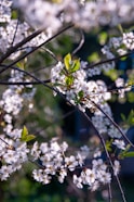 a close up of a tree with white flowers