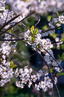 a close up of a tree with white flowers
