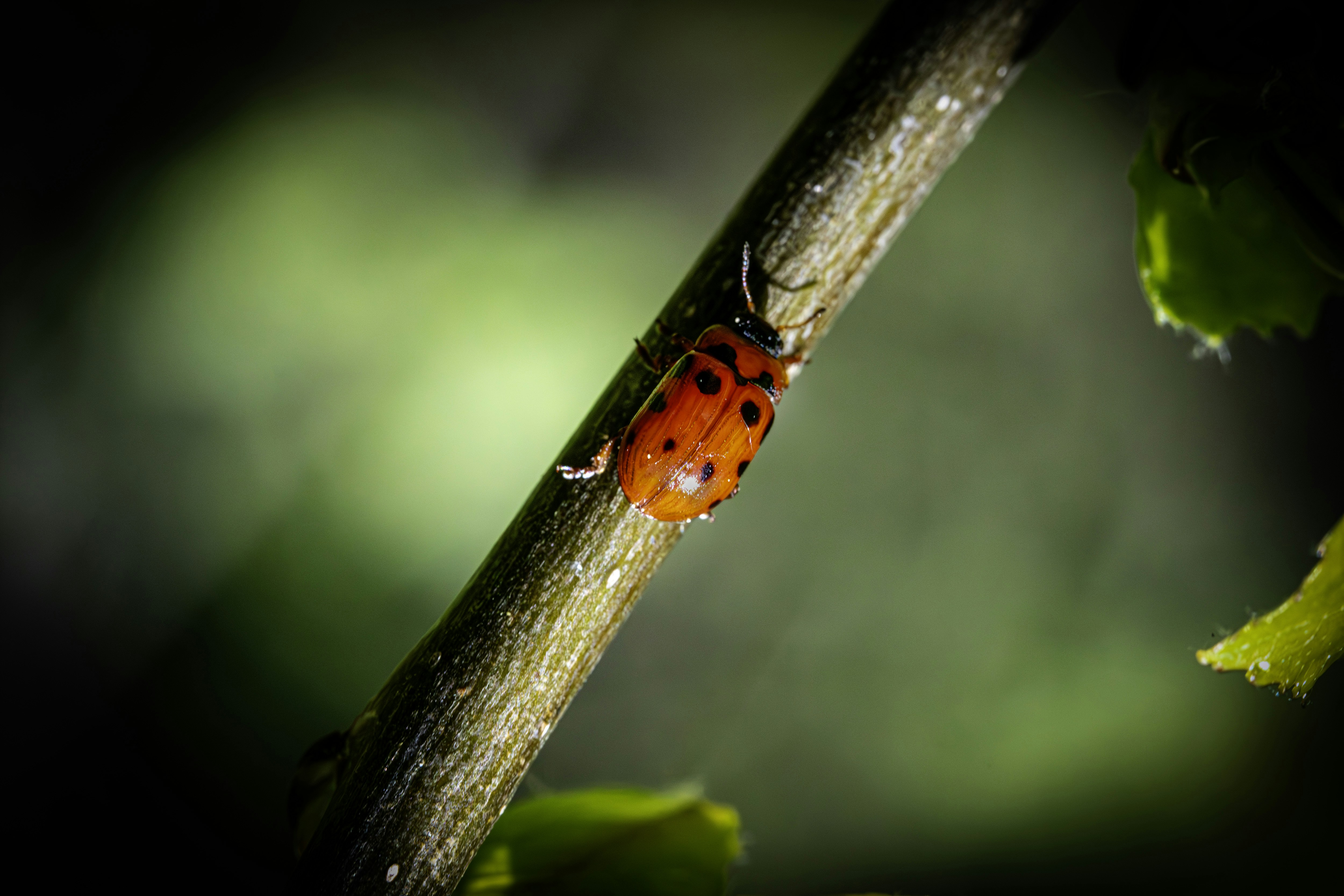 Photo by erik_karits