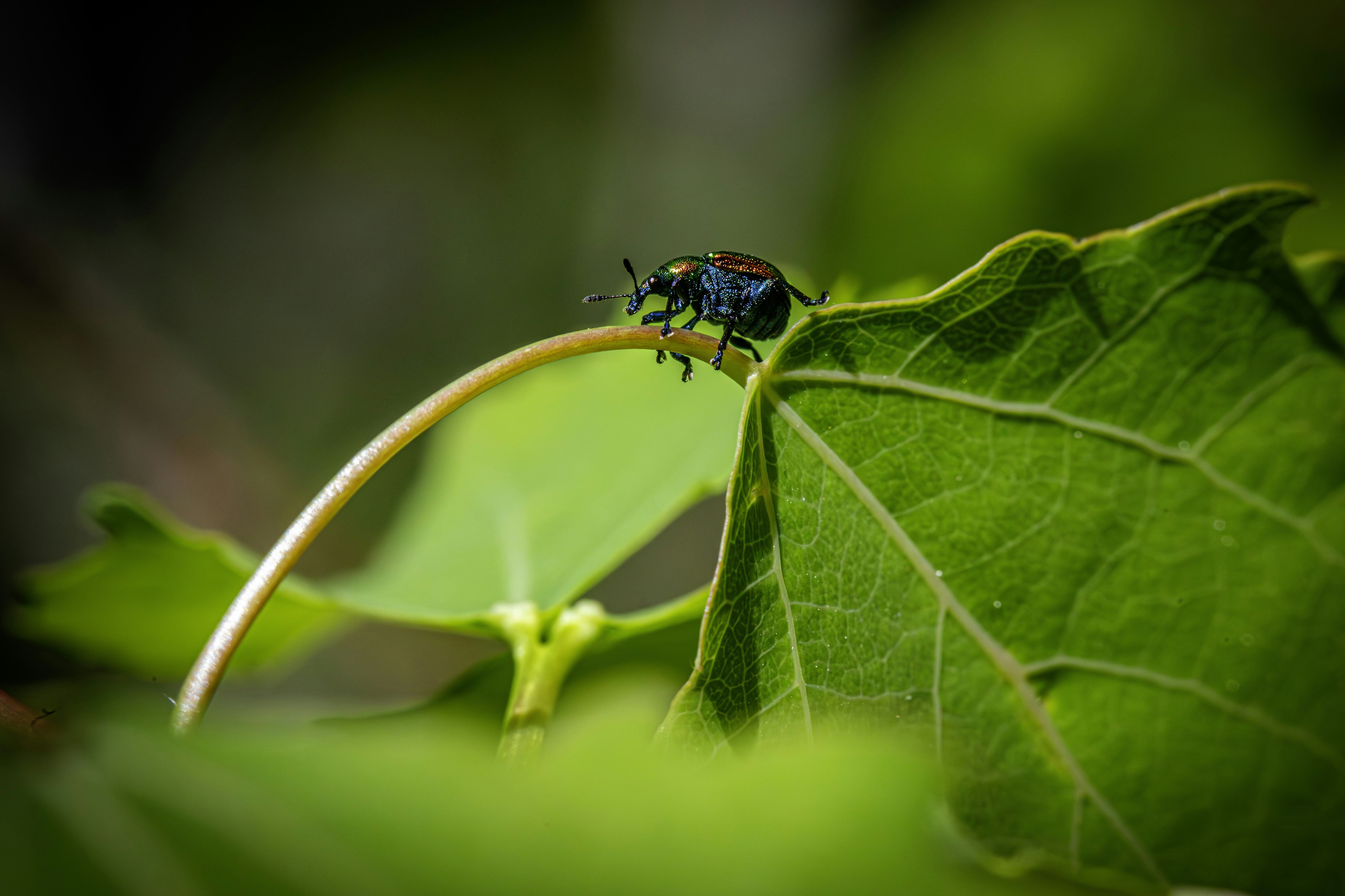 Photo by erik_karits