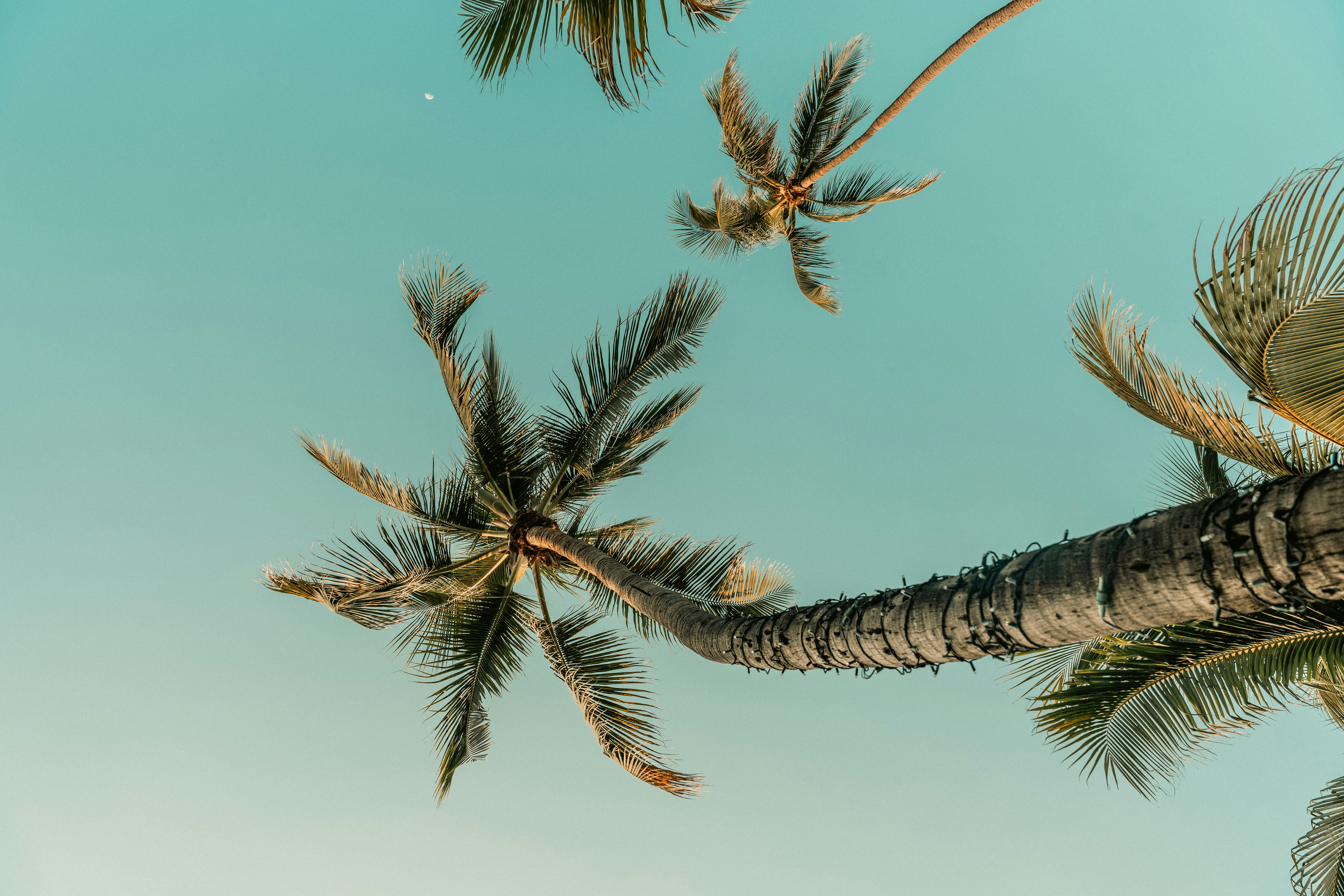 Lush Tropical Nature