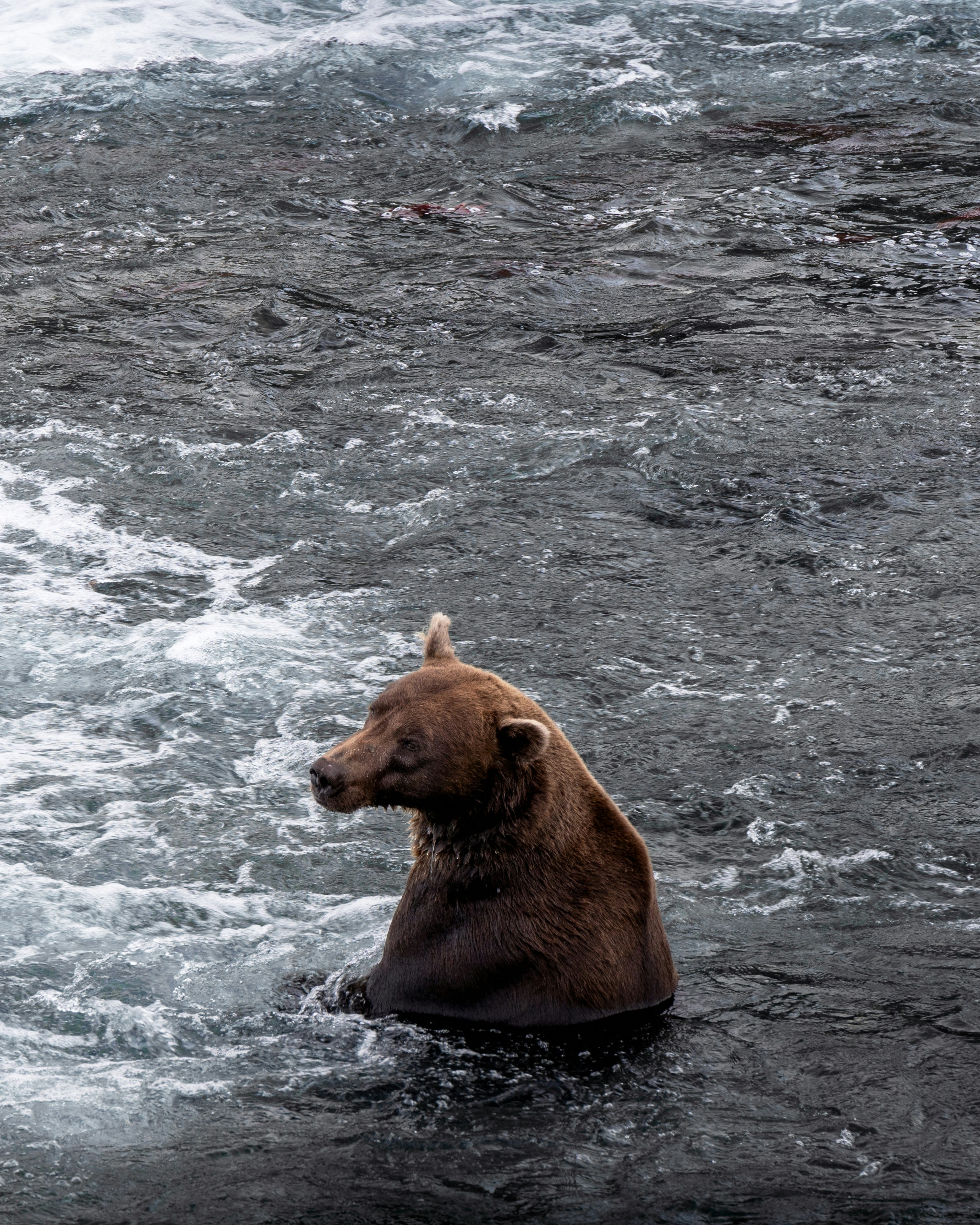 US Proposes Renewal of Limited Polar Bear Harassment Rules