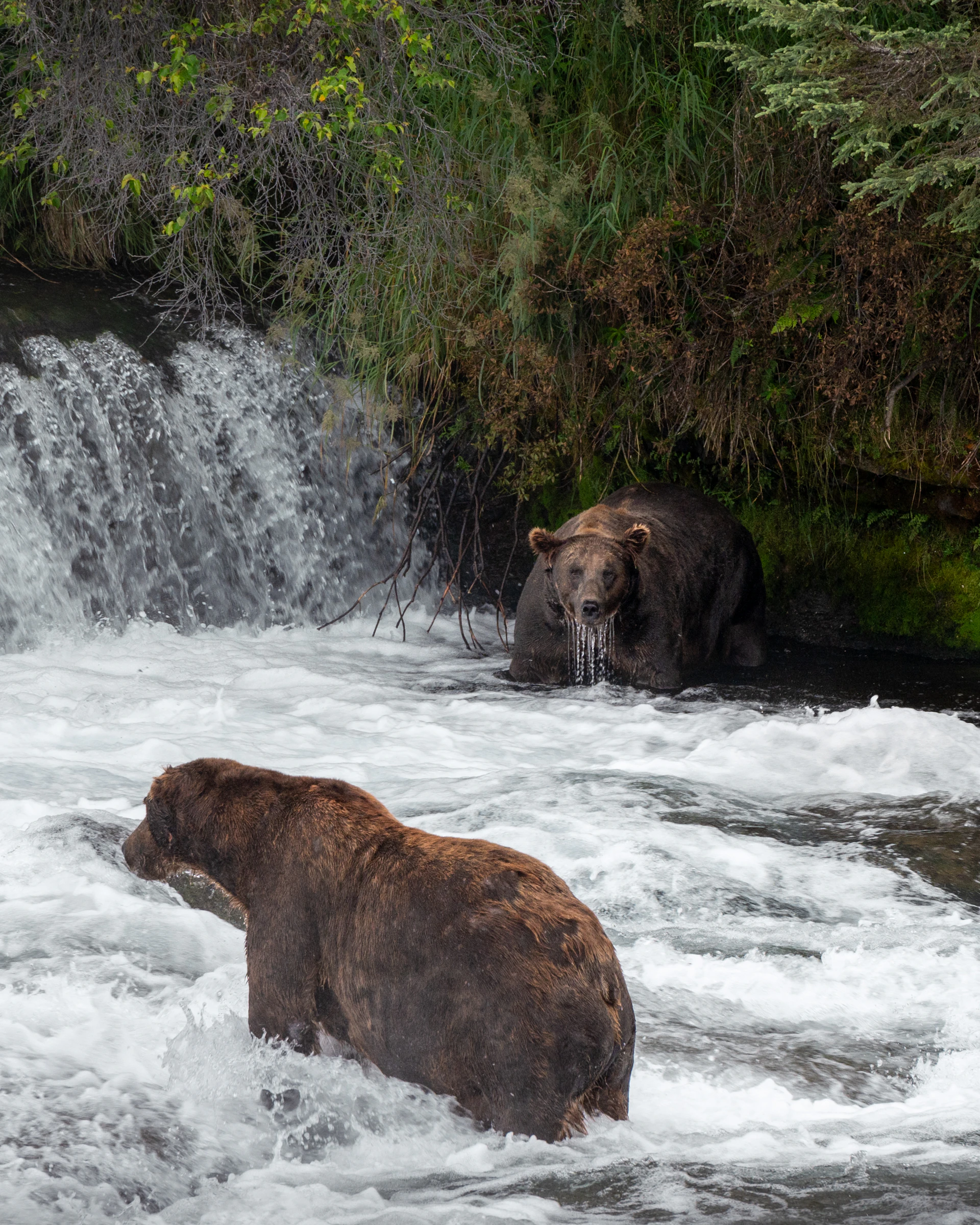 two bears are in the water near a waterfall