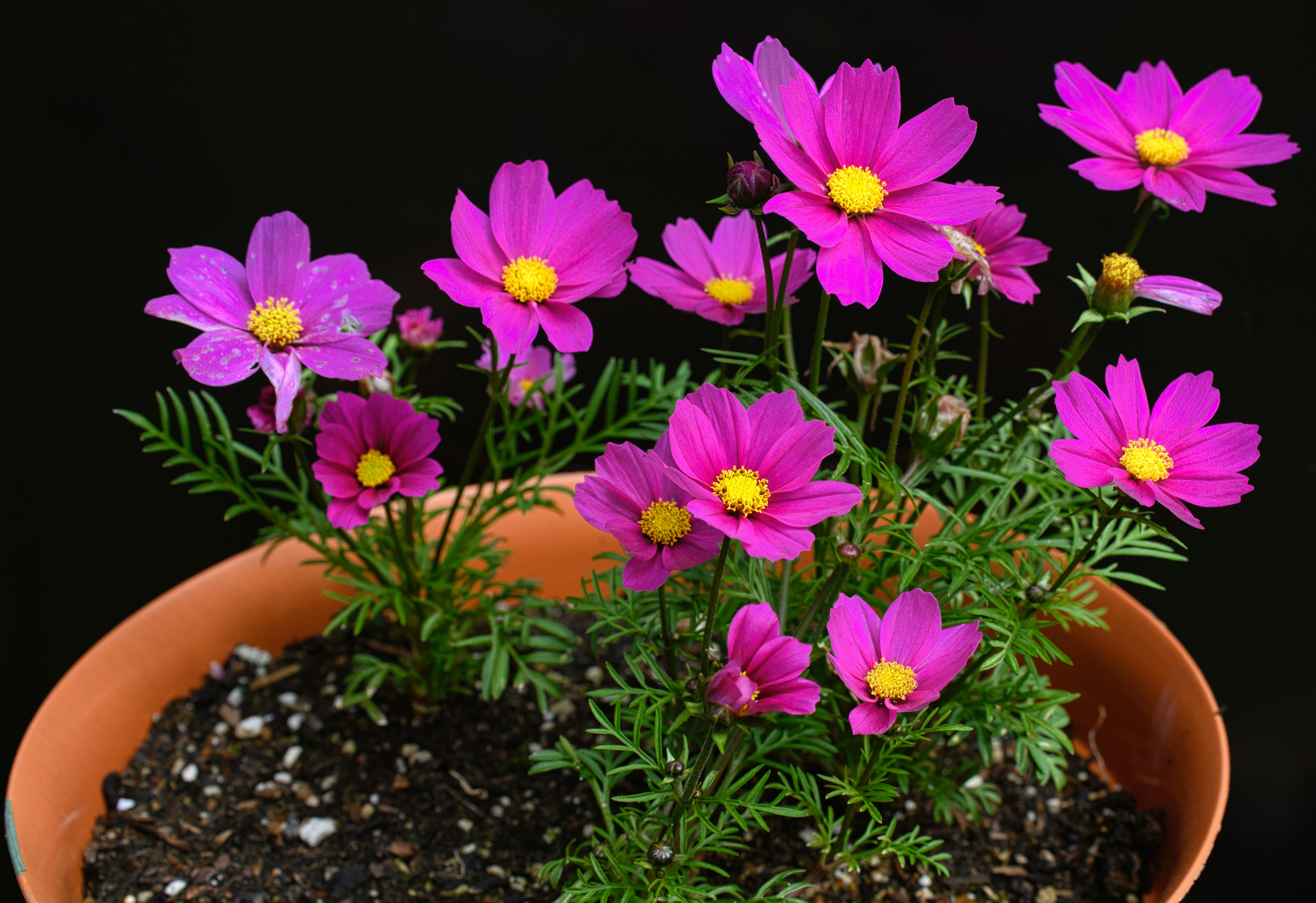 a potted plant with purple flowers in it