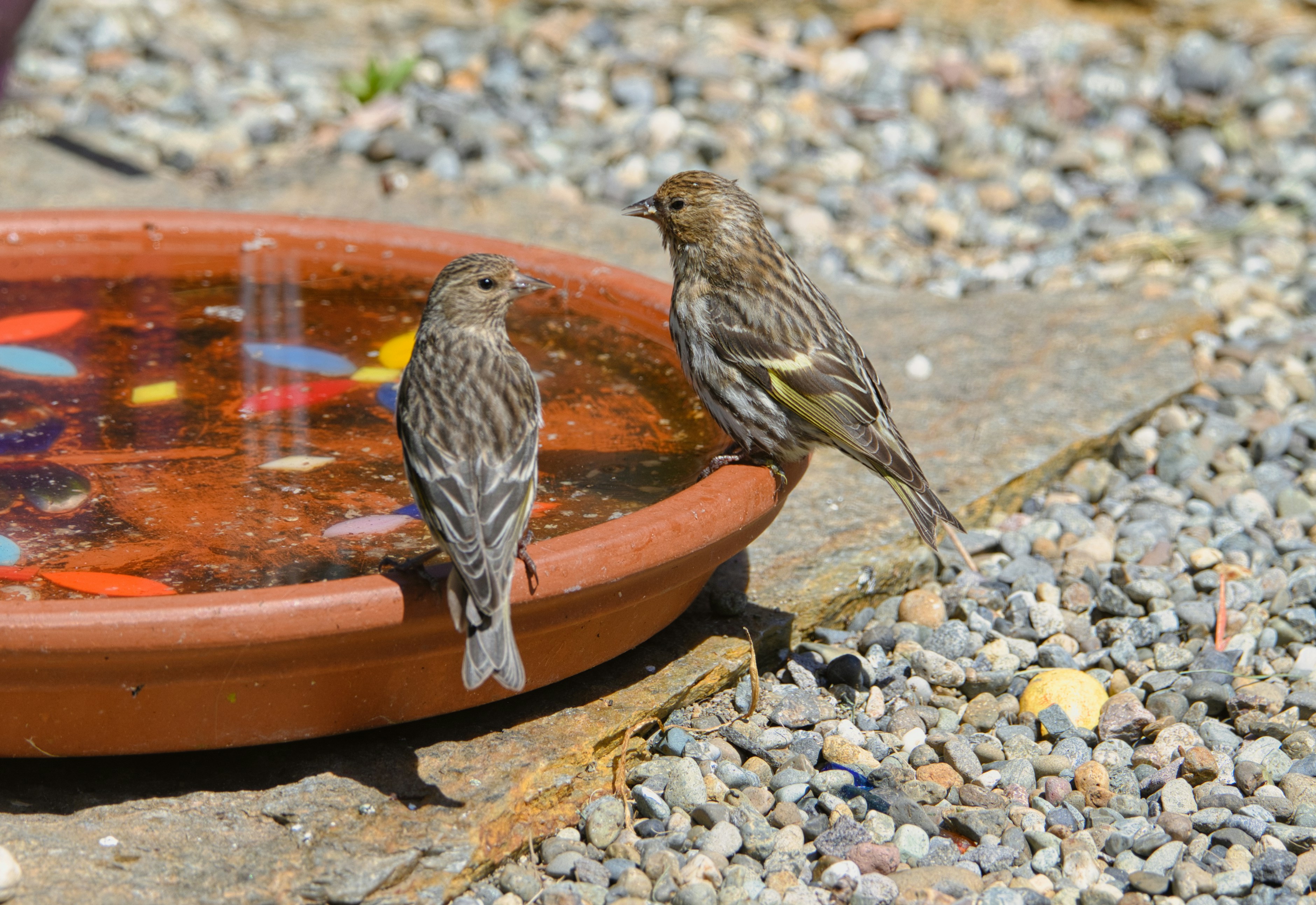 Bird enjoying water in summer