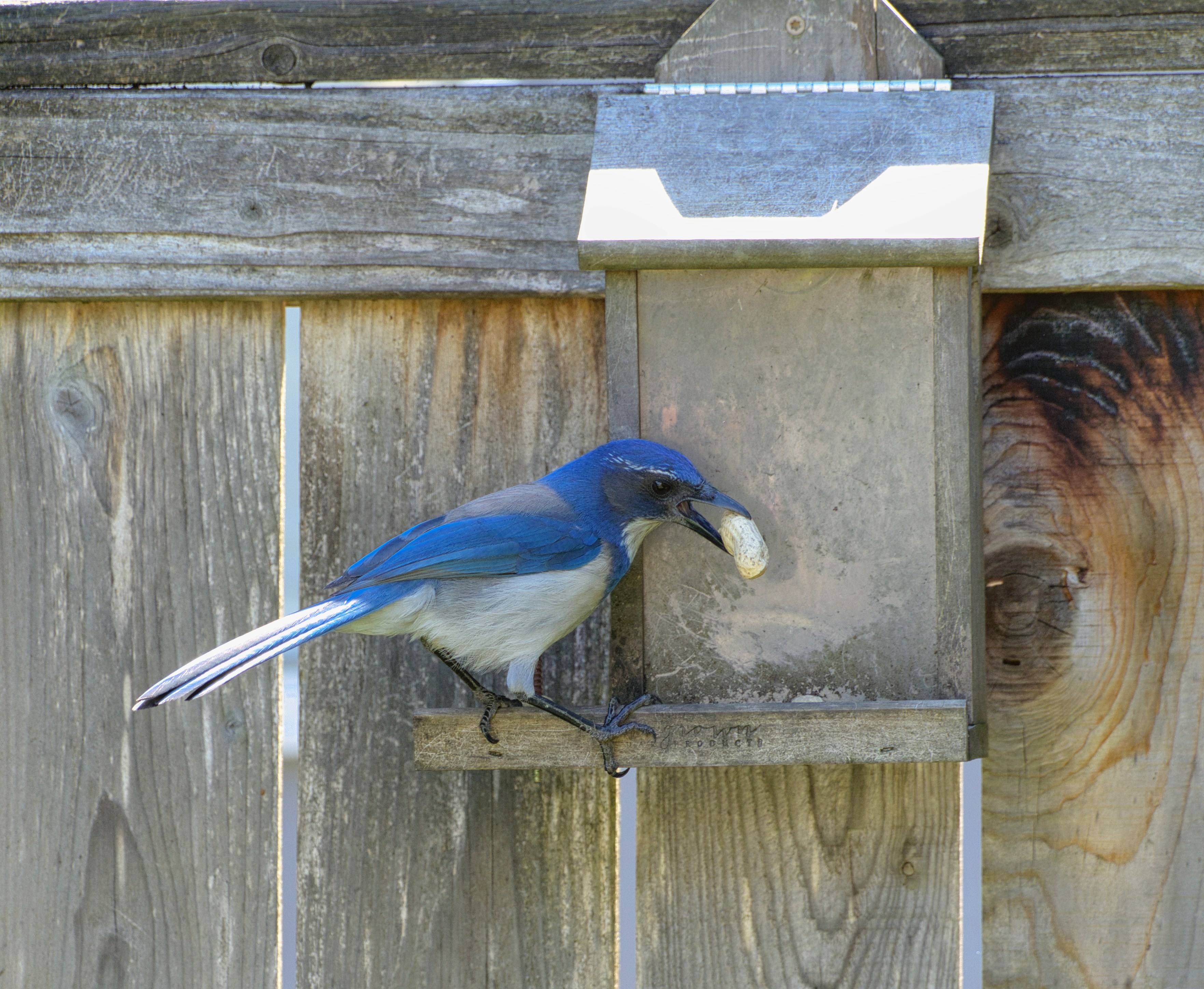 a blue and white bird with a piece of food in it's mouth
