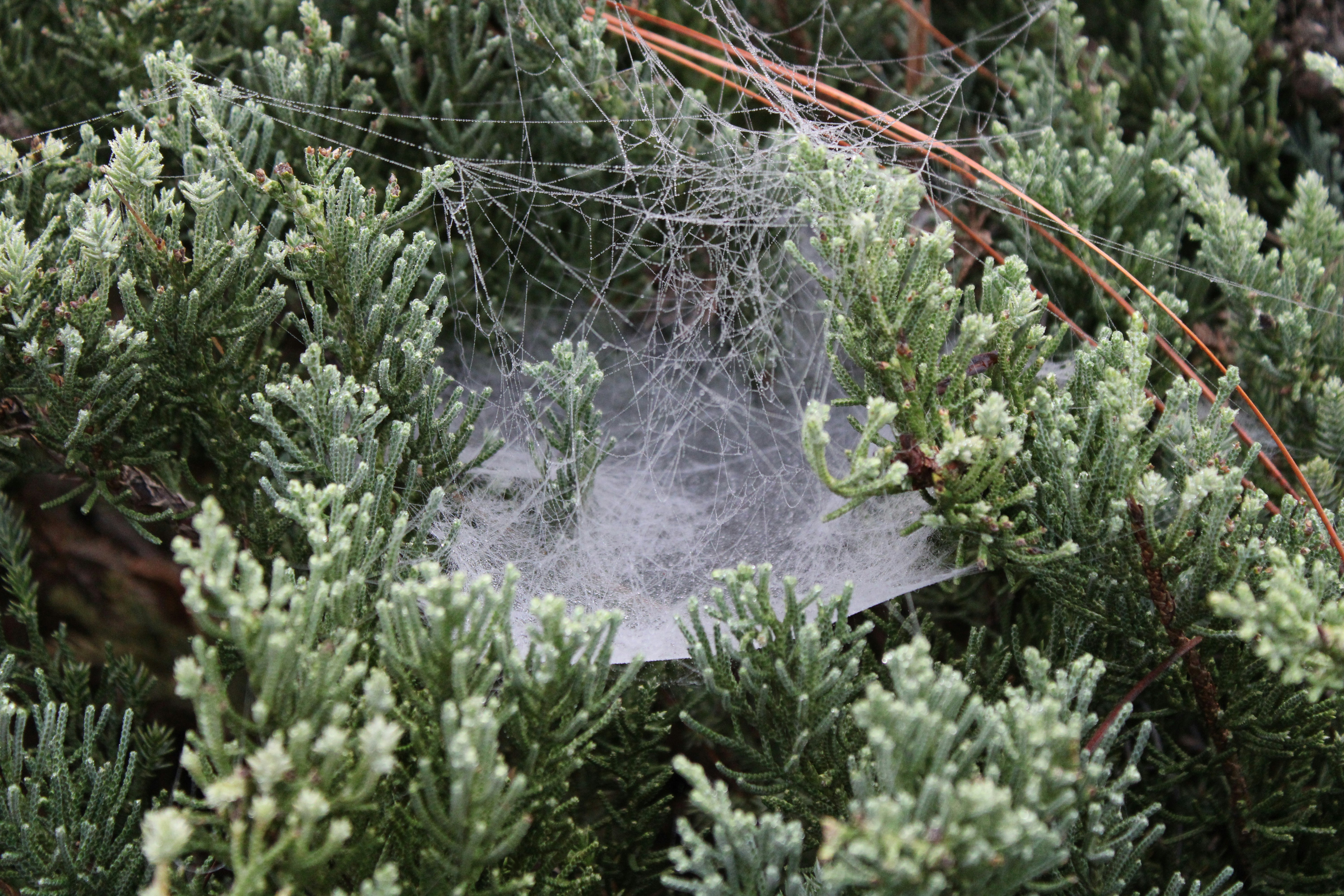 ein Spinnennetz inmitten einer Kiefer