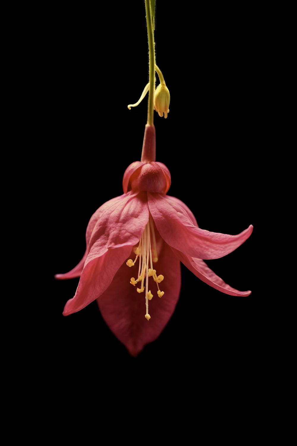 un fiore rosa con stami gialli appeso a uno stelo