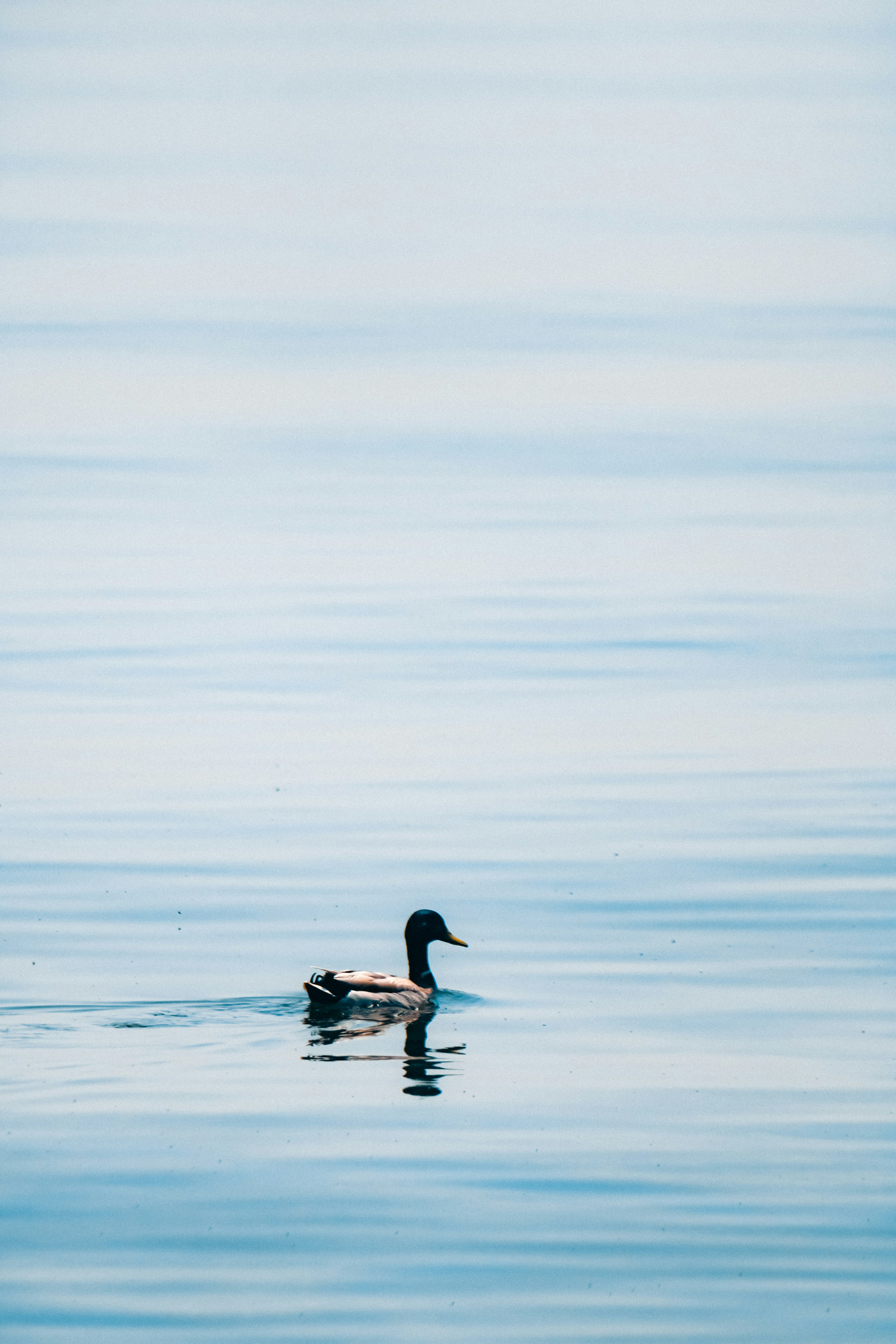 Photo by linusbelanger