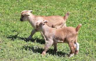 two baby goats walking in a grassy field