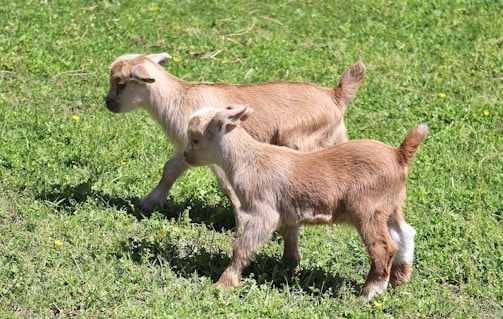 two baby goats walking in a grassy field