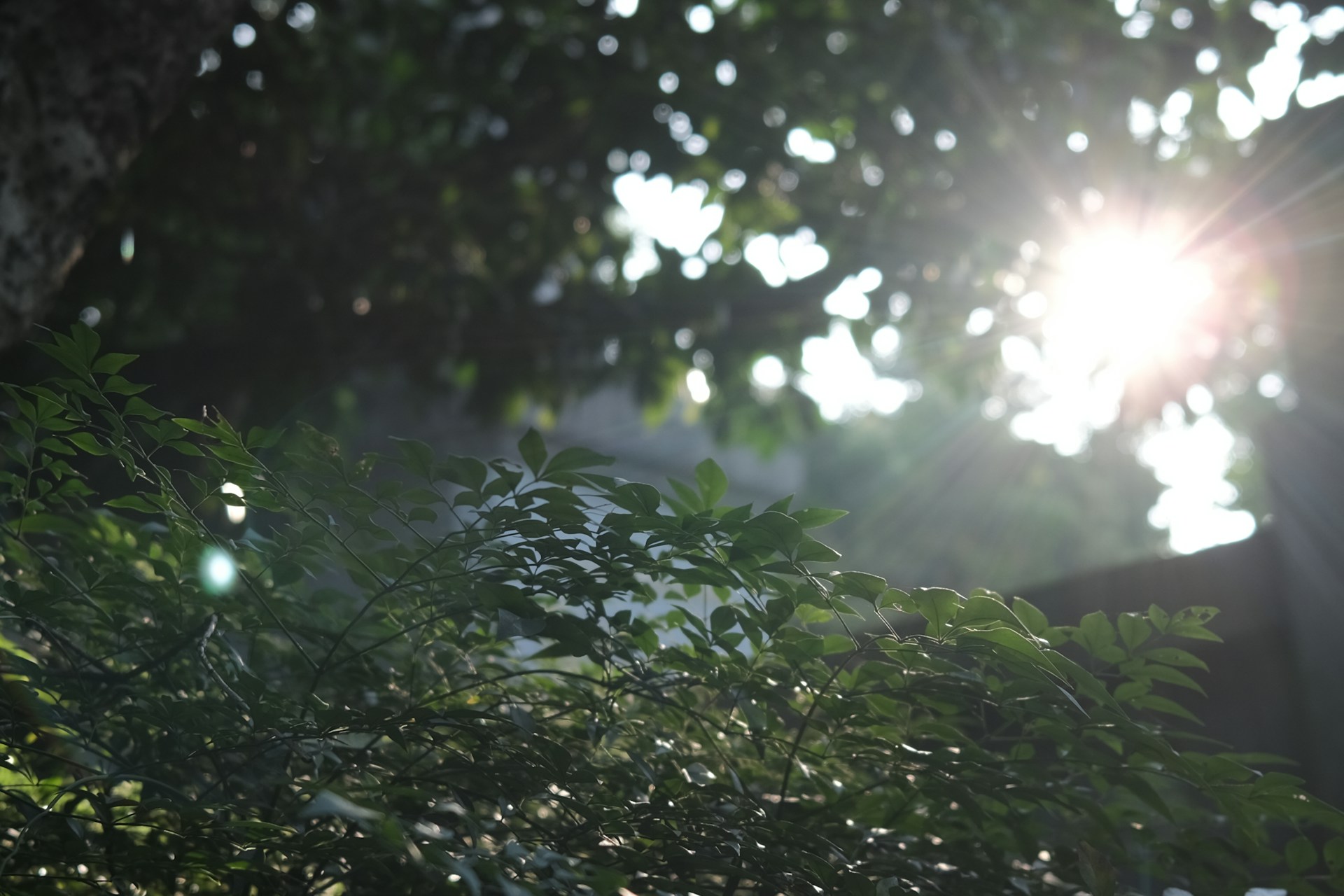 sunlight shining through the leaves of a tree