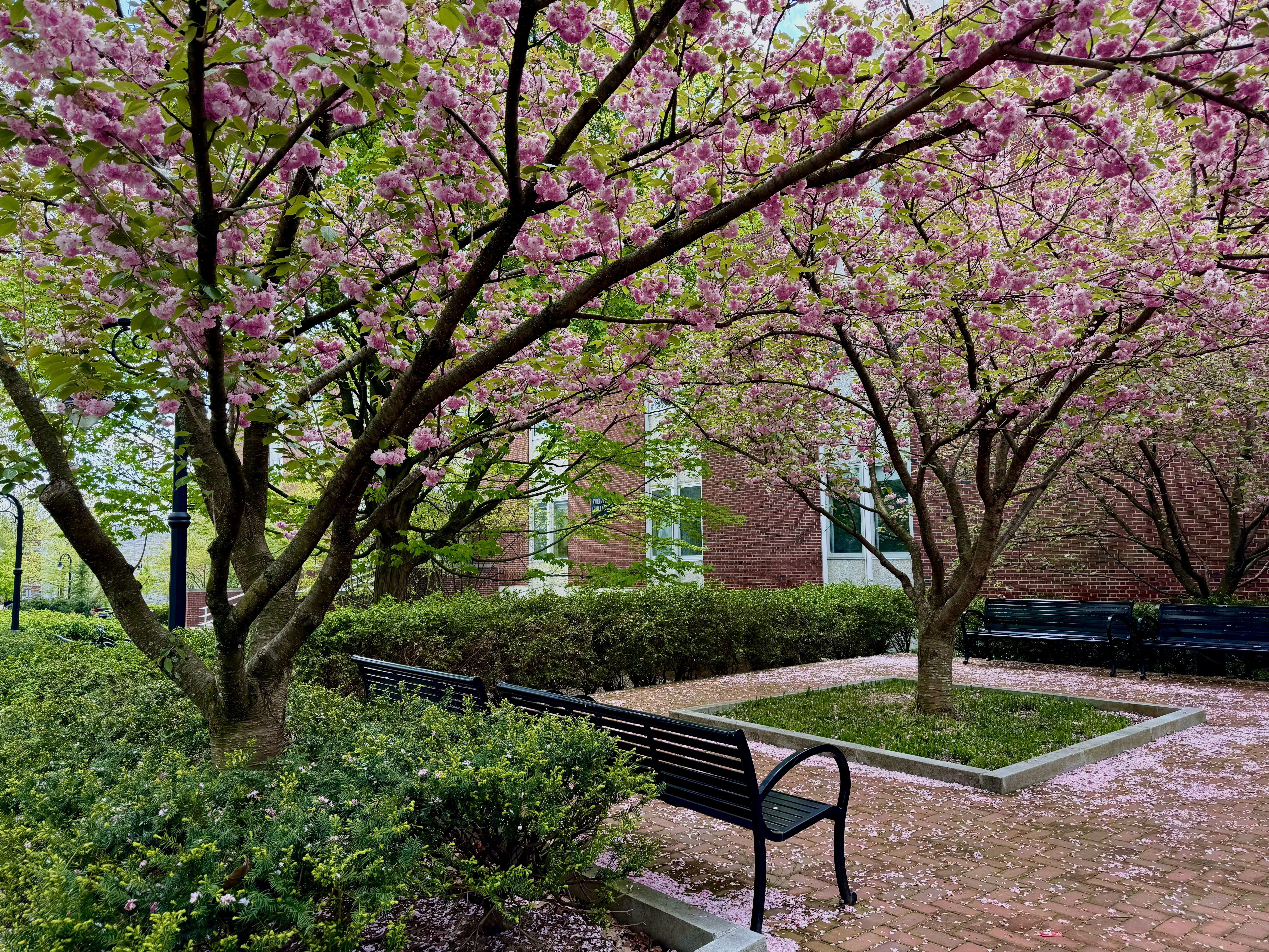 a park bench sitting under a tree filled with pink flowers