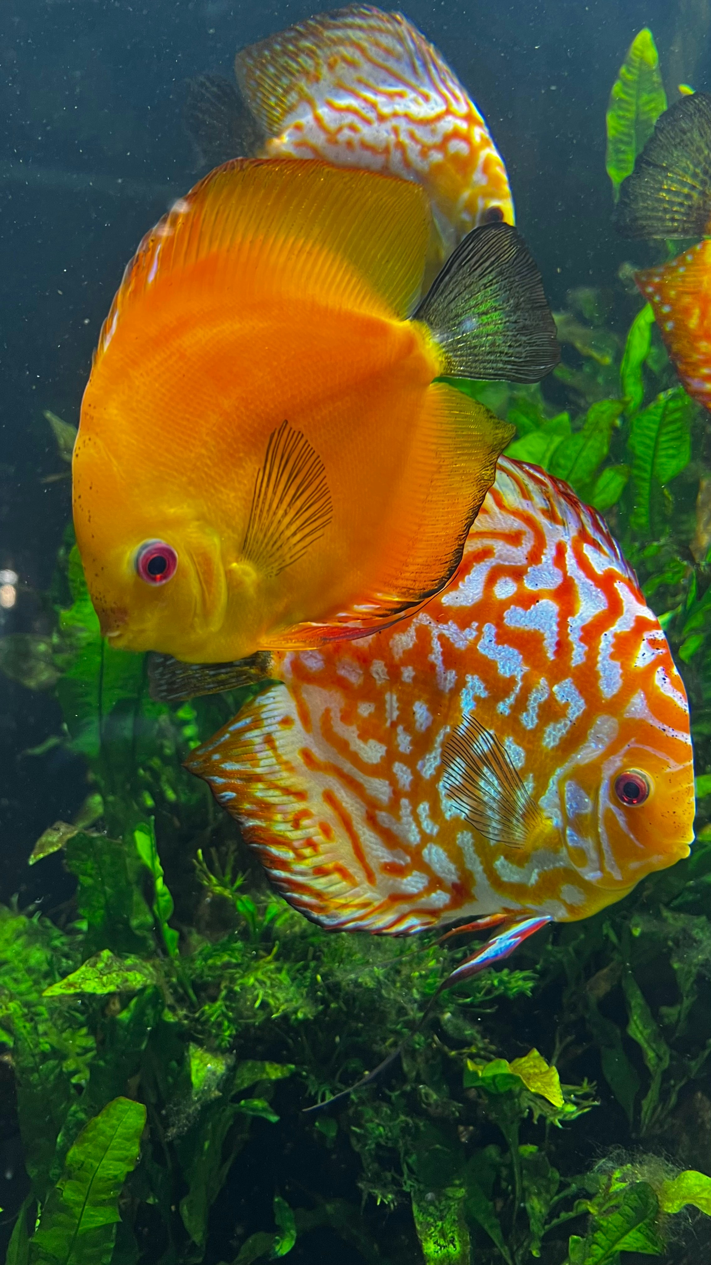 a couple of fish that are in some water